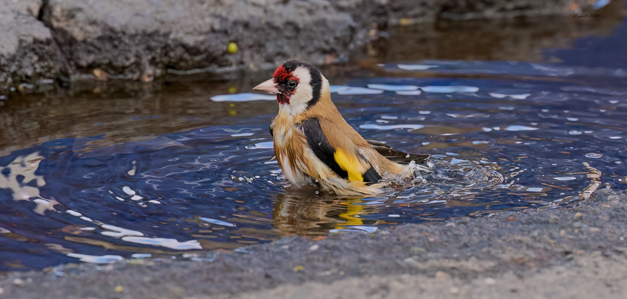 goldfinch 2026_34.jpg