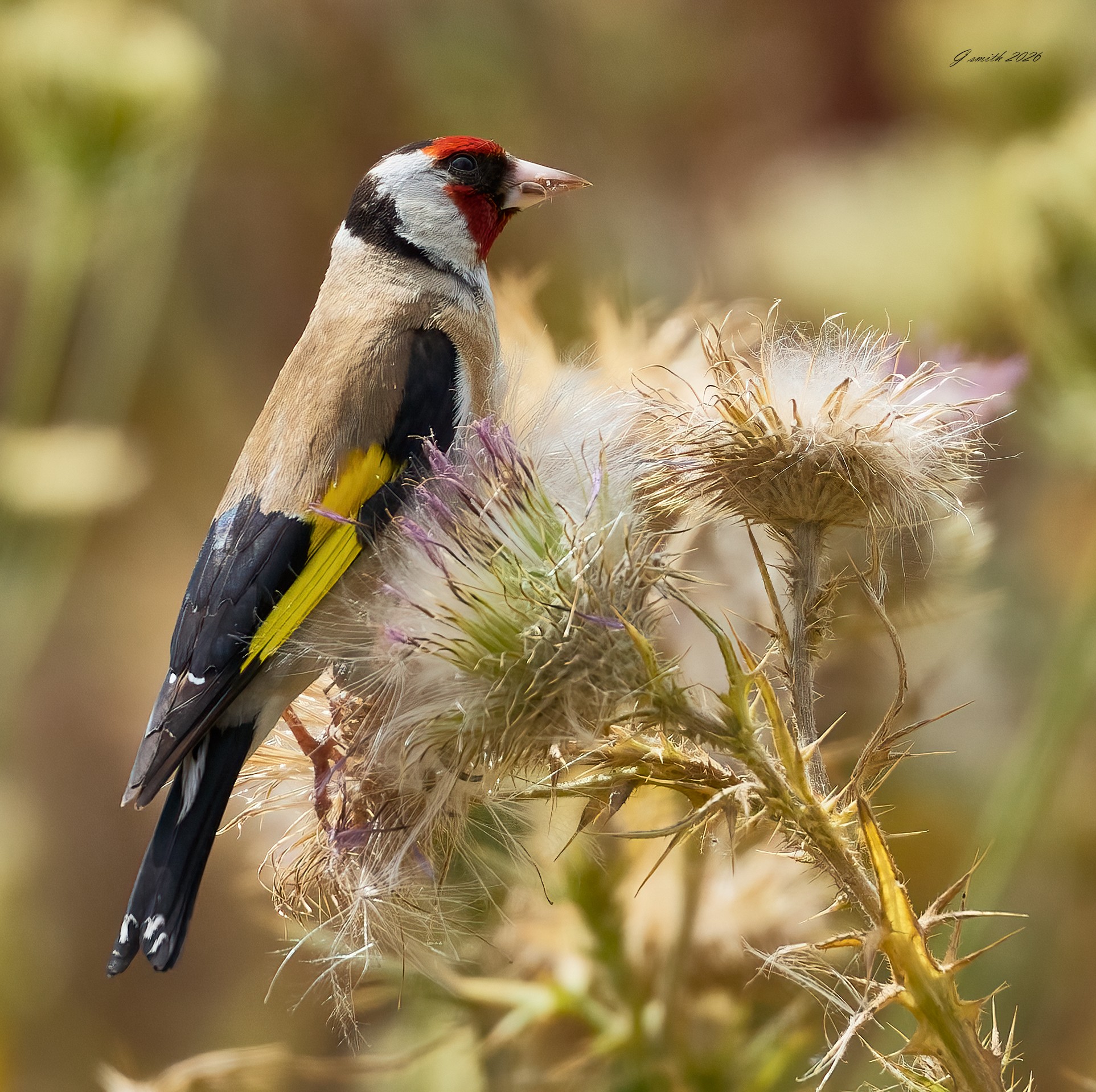 goldfinch 2026_45.jpg
