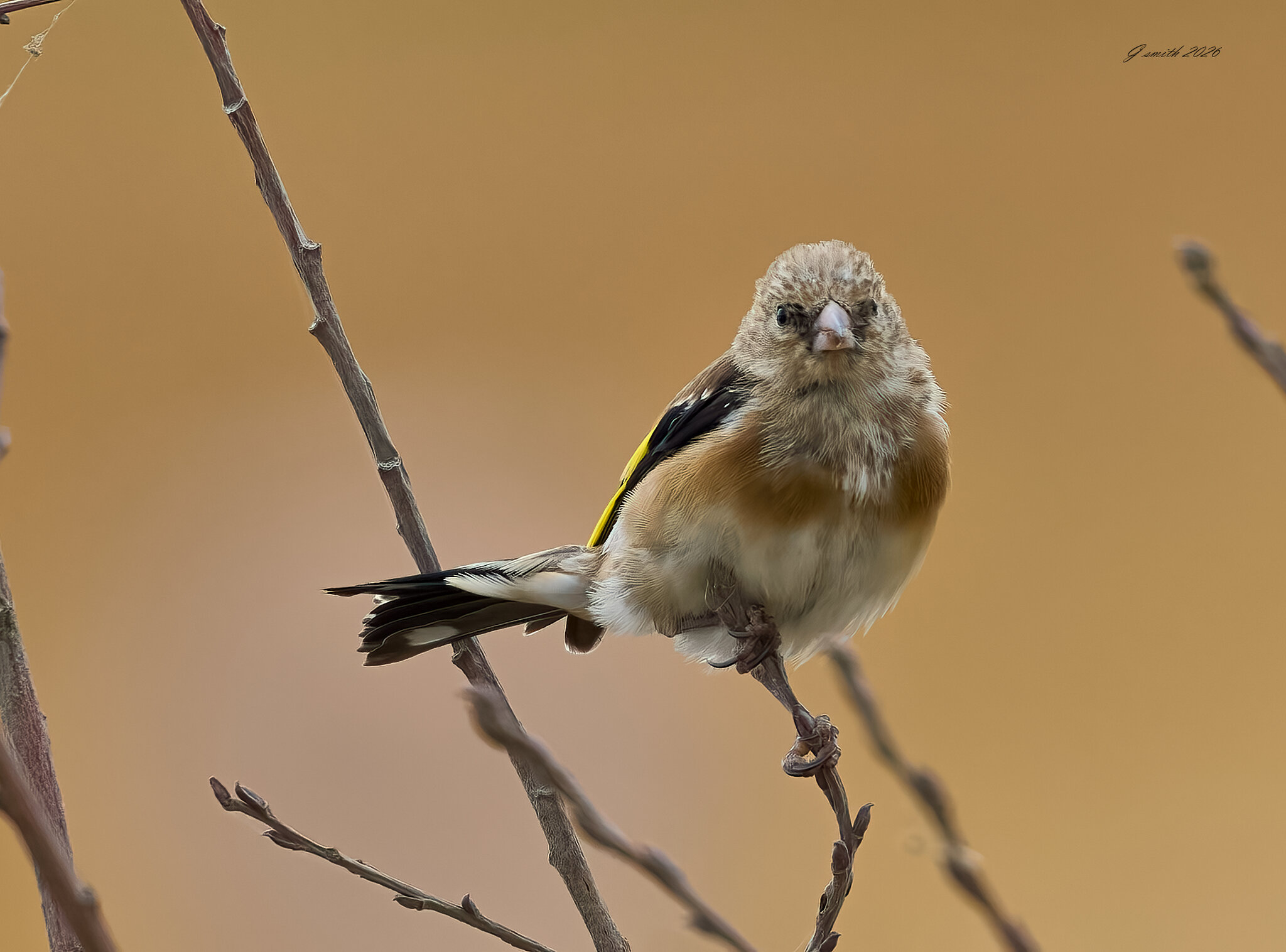 goldfinch 2026_46.jpg