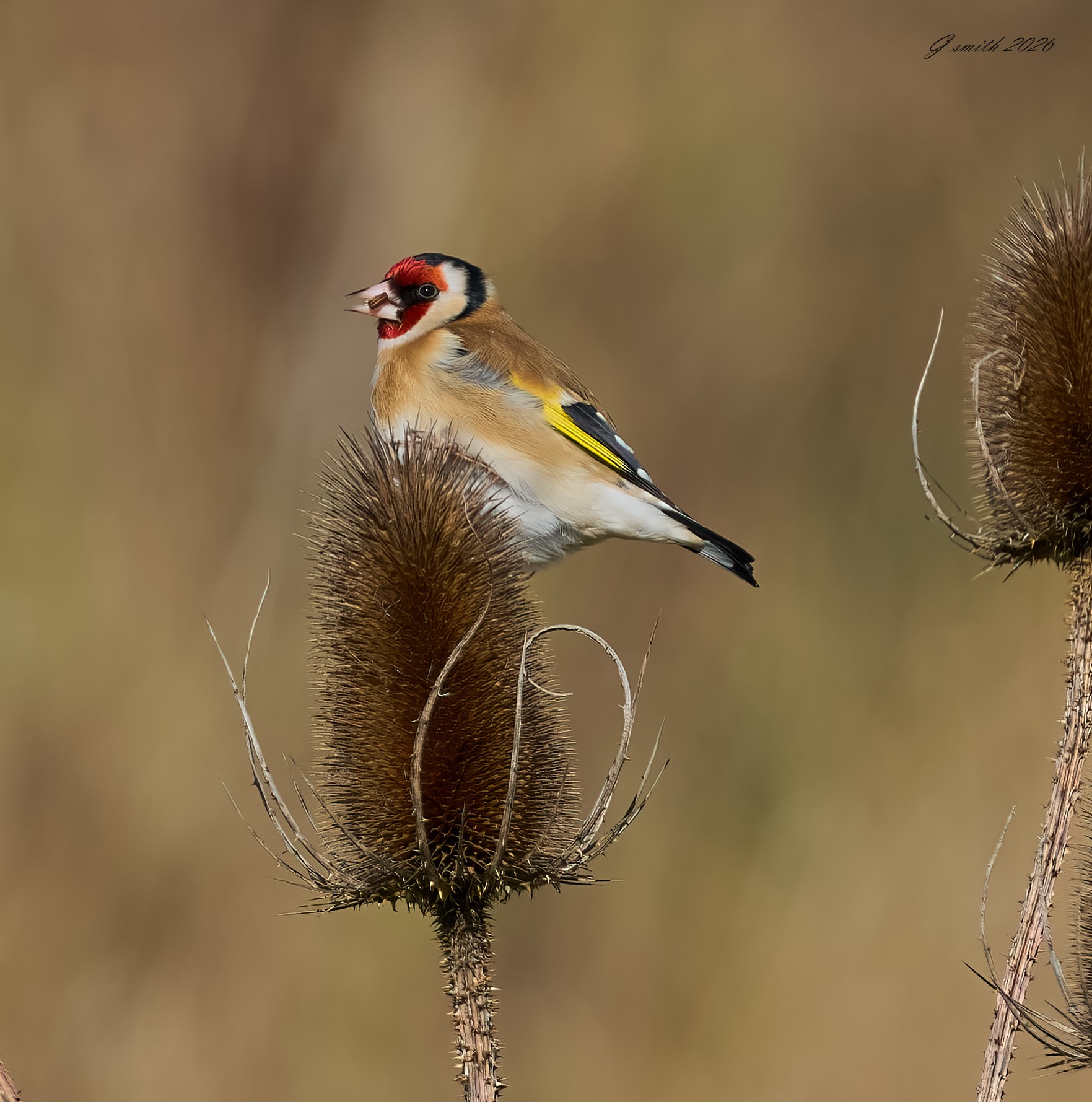 goldfinch 2026_7.jpg