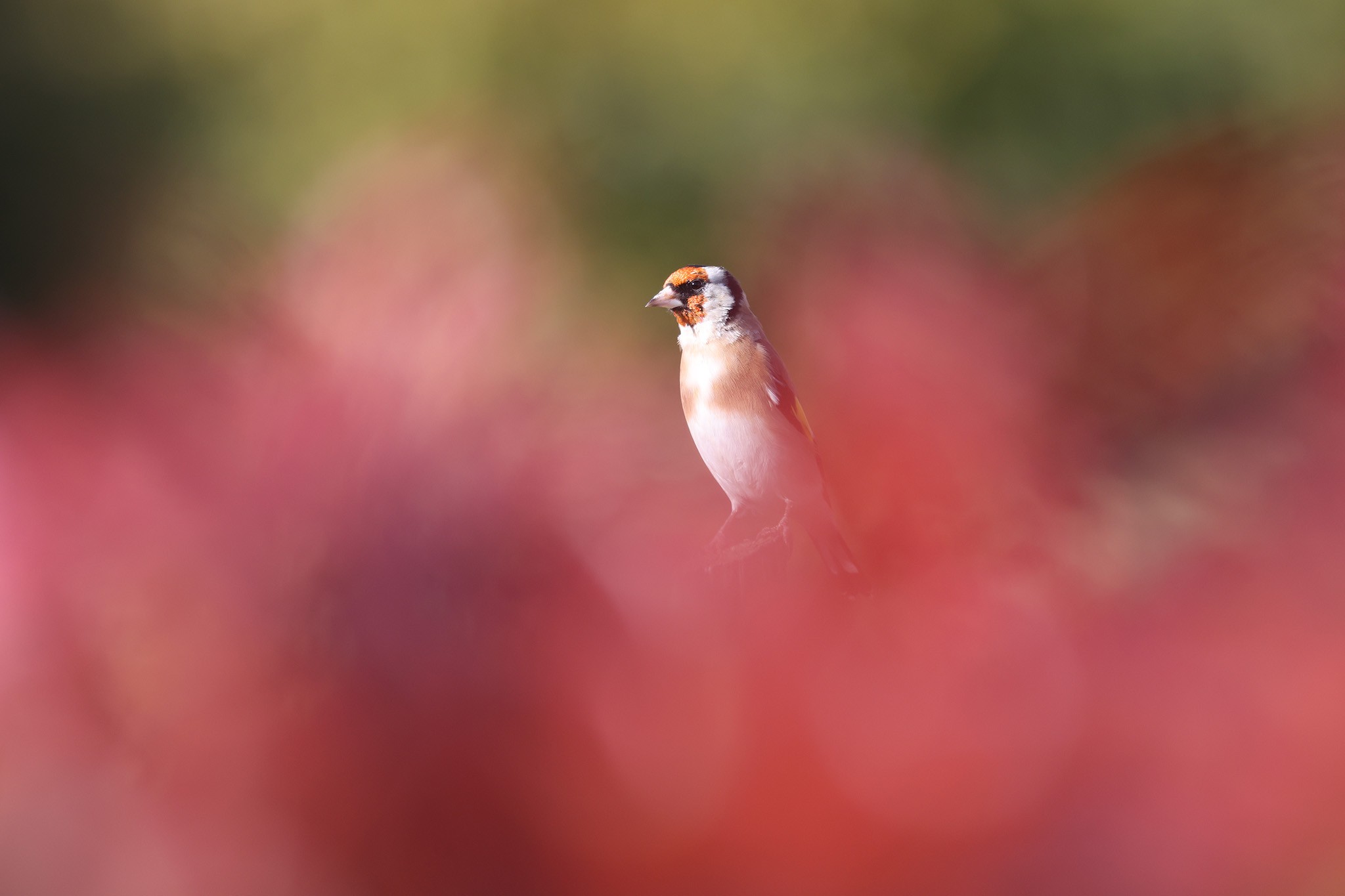 Goldfinch-483A9938-2048px.jpg