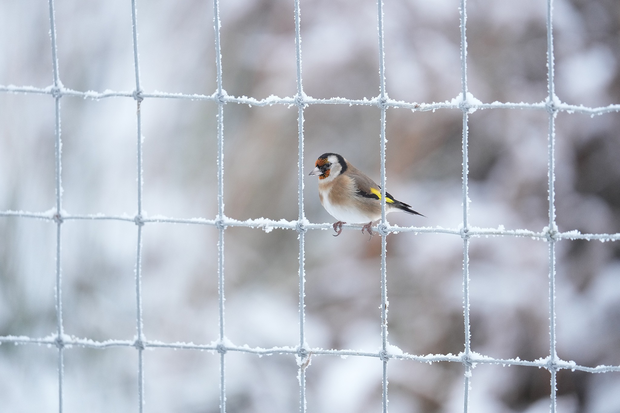 Goldfinch-DSC08086-2048px.jpg