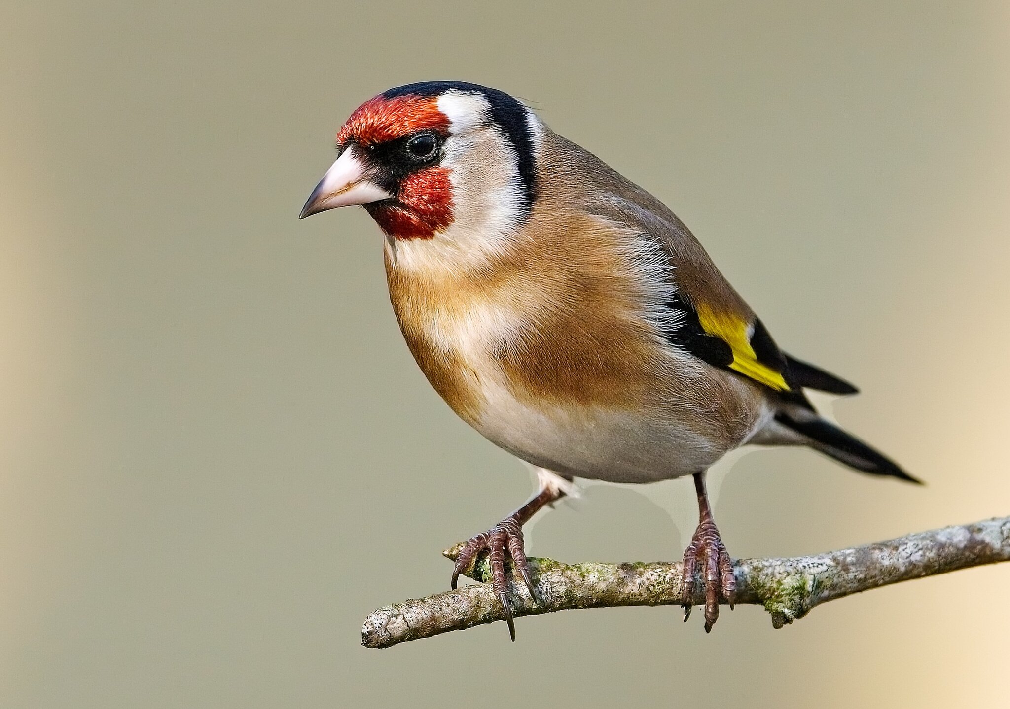 Goldfinch_2.jpg