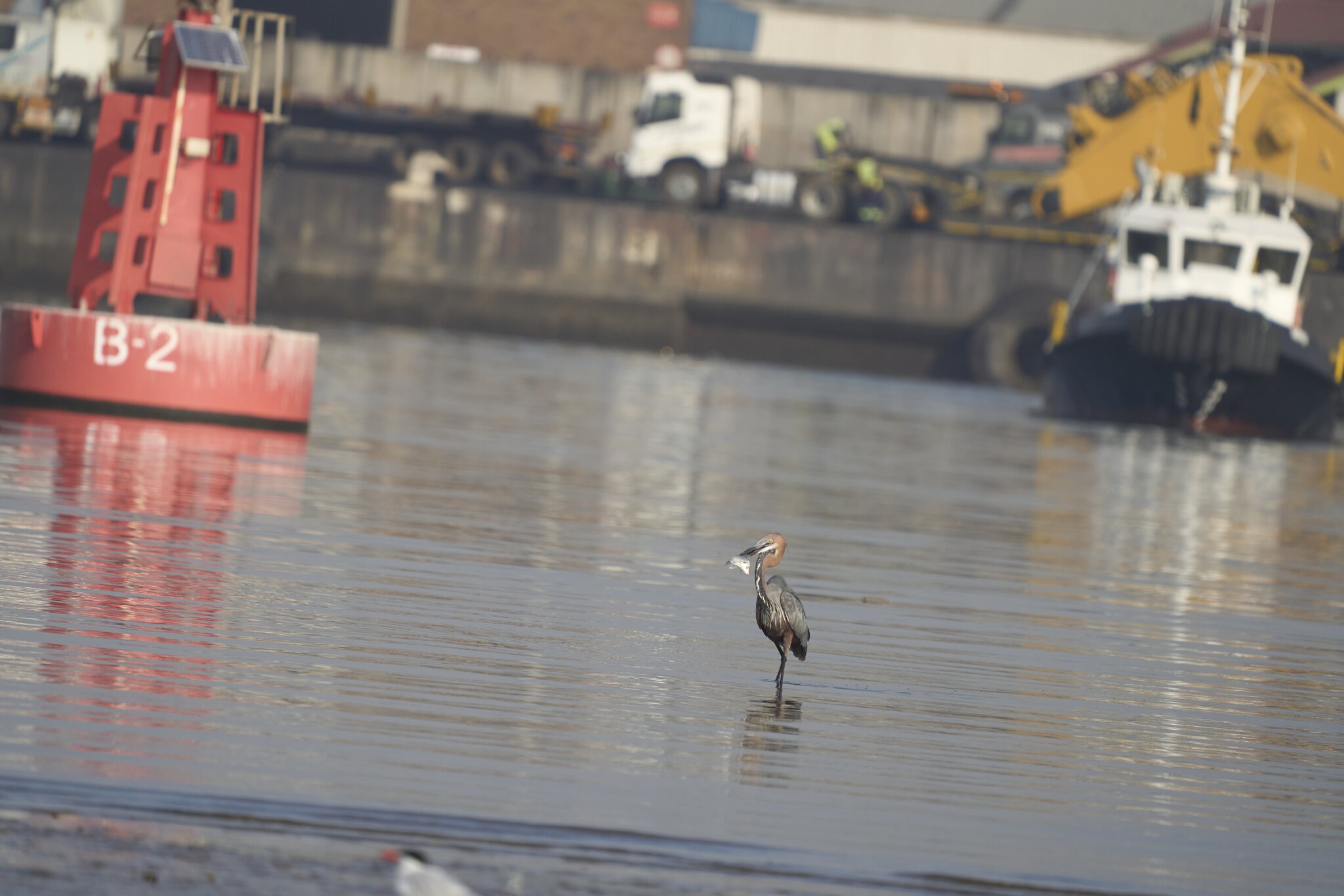 Goliath Heron 1 DSC04395.jpg