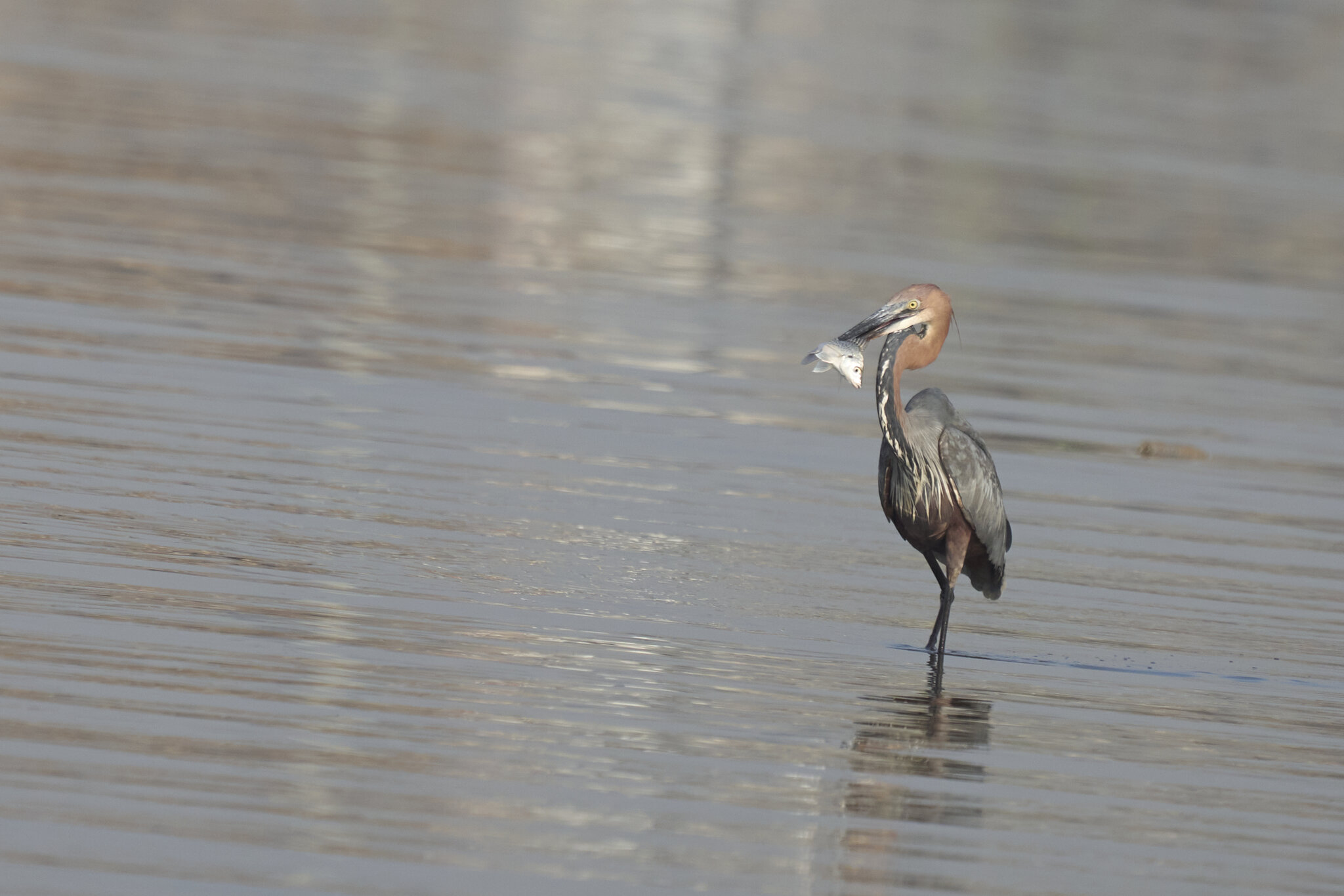 Goliath Heron 2 DSC04395.jpg