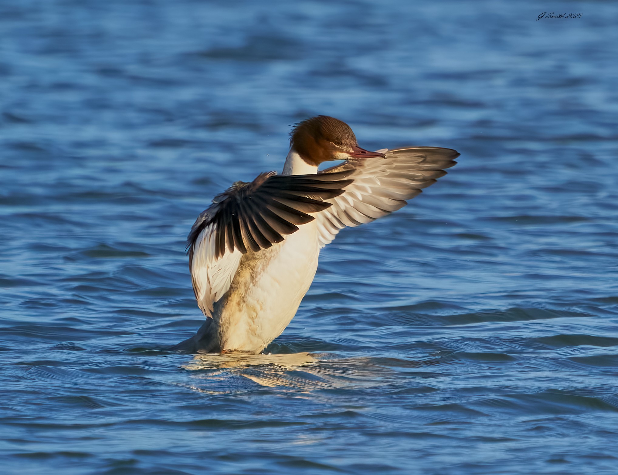 goosander 2023 4.jpg