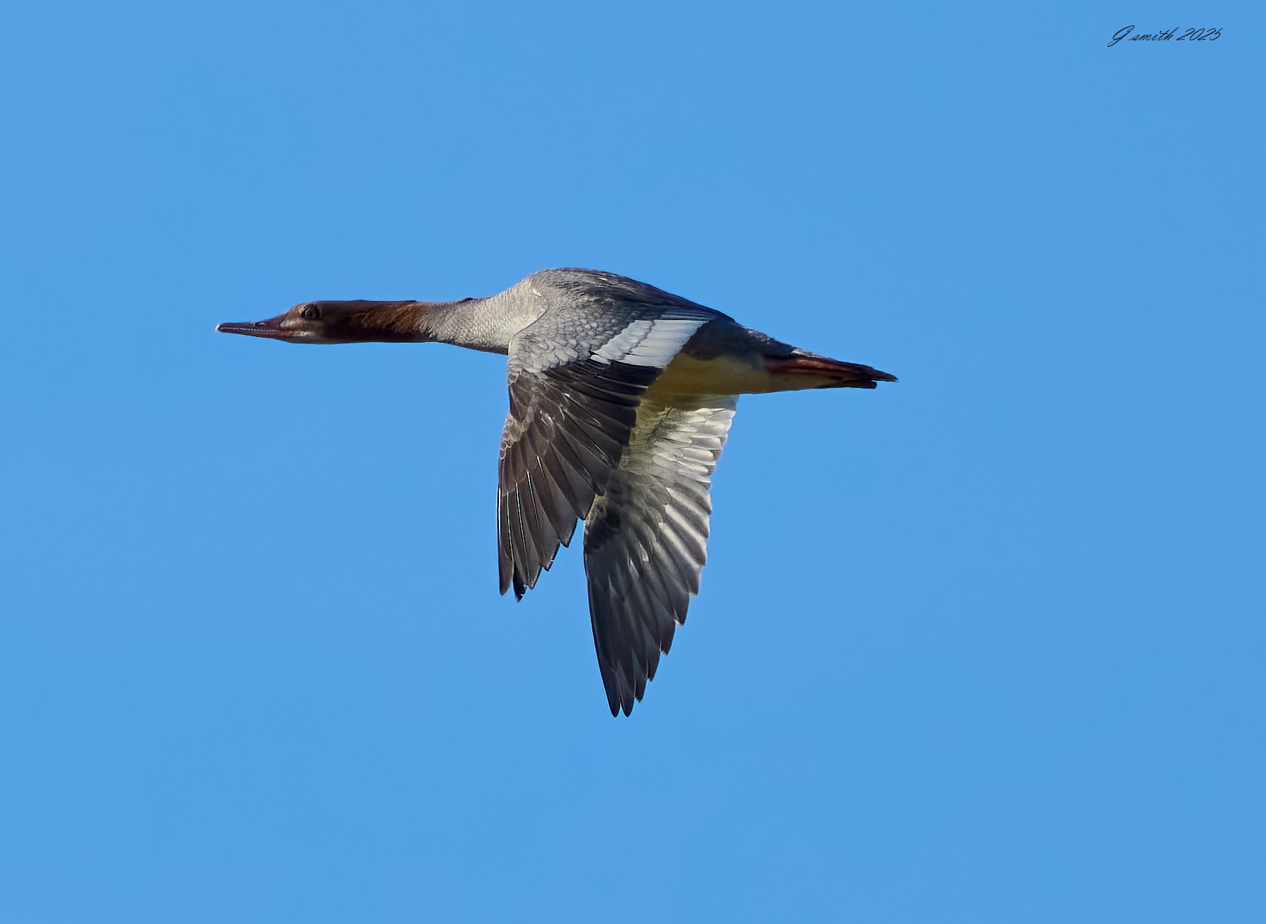 goosander 2025_1.jpg