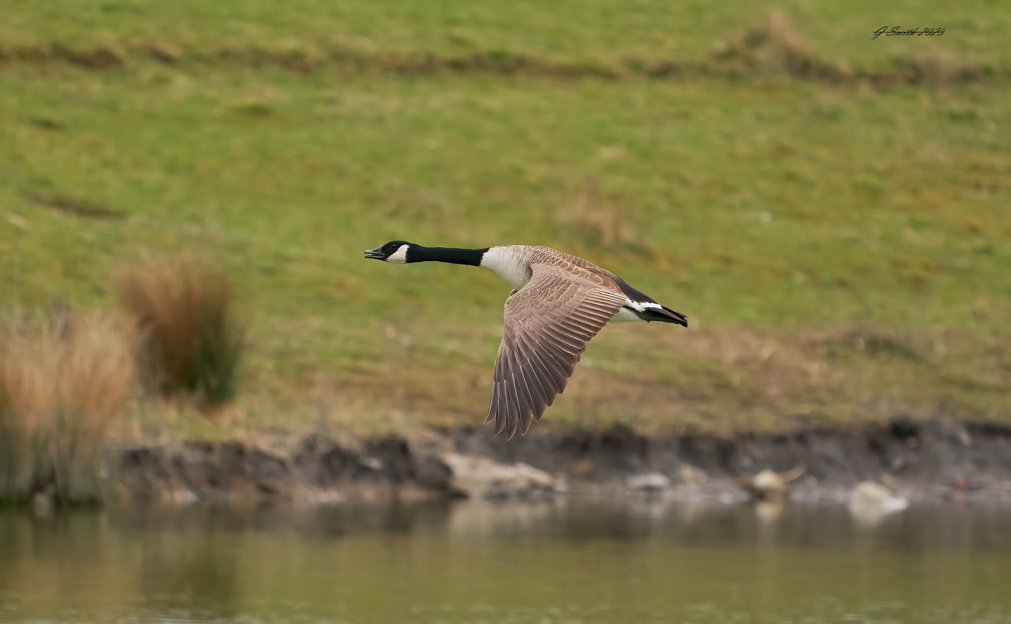 goose 2023 14.jpg
