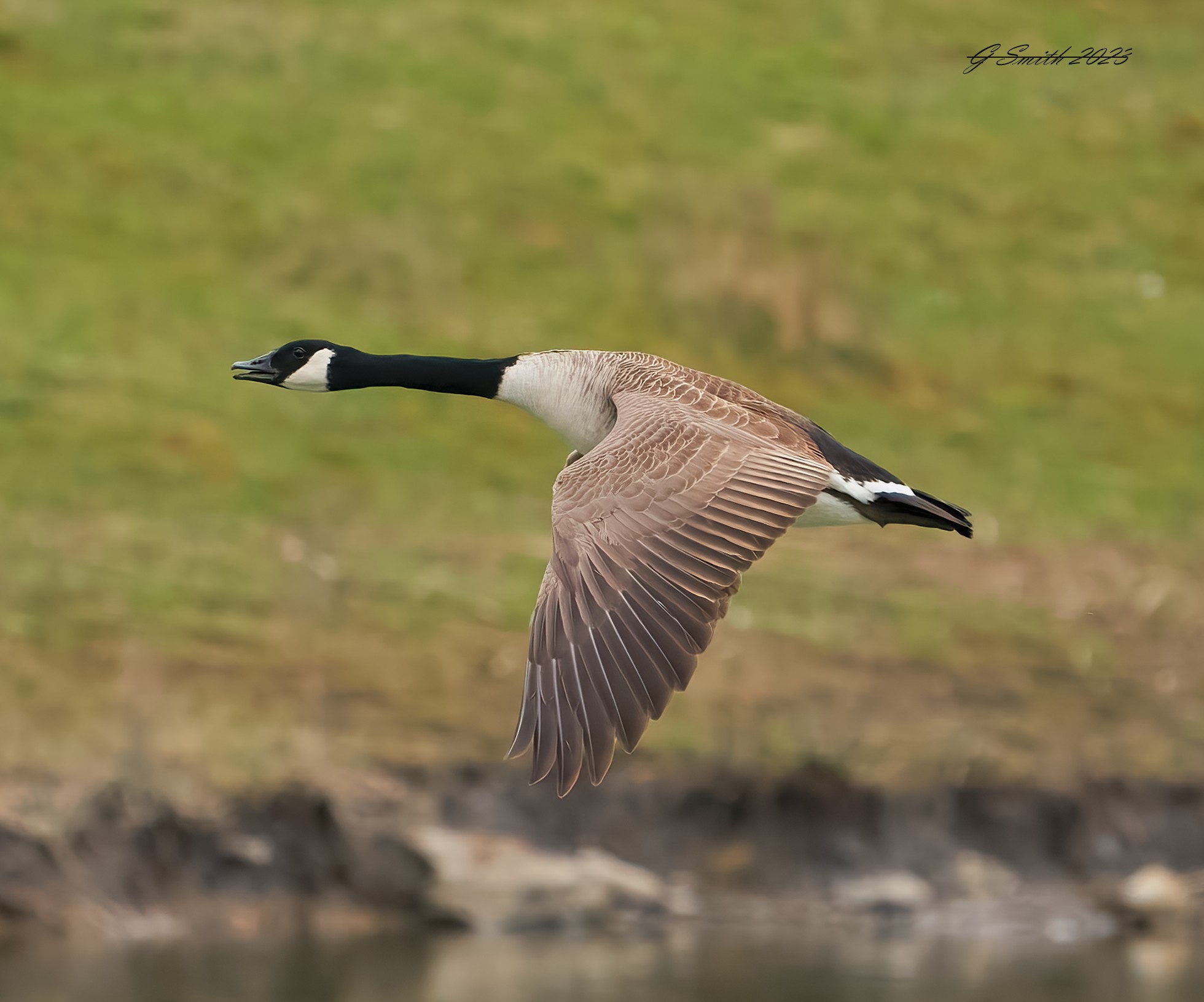 goose 2023 15.jpg