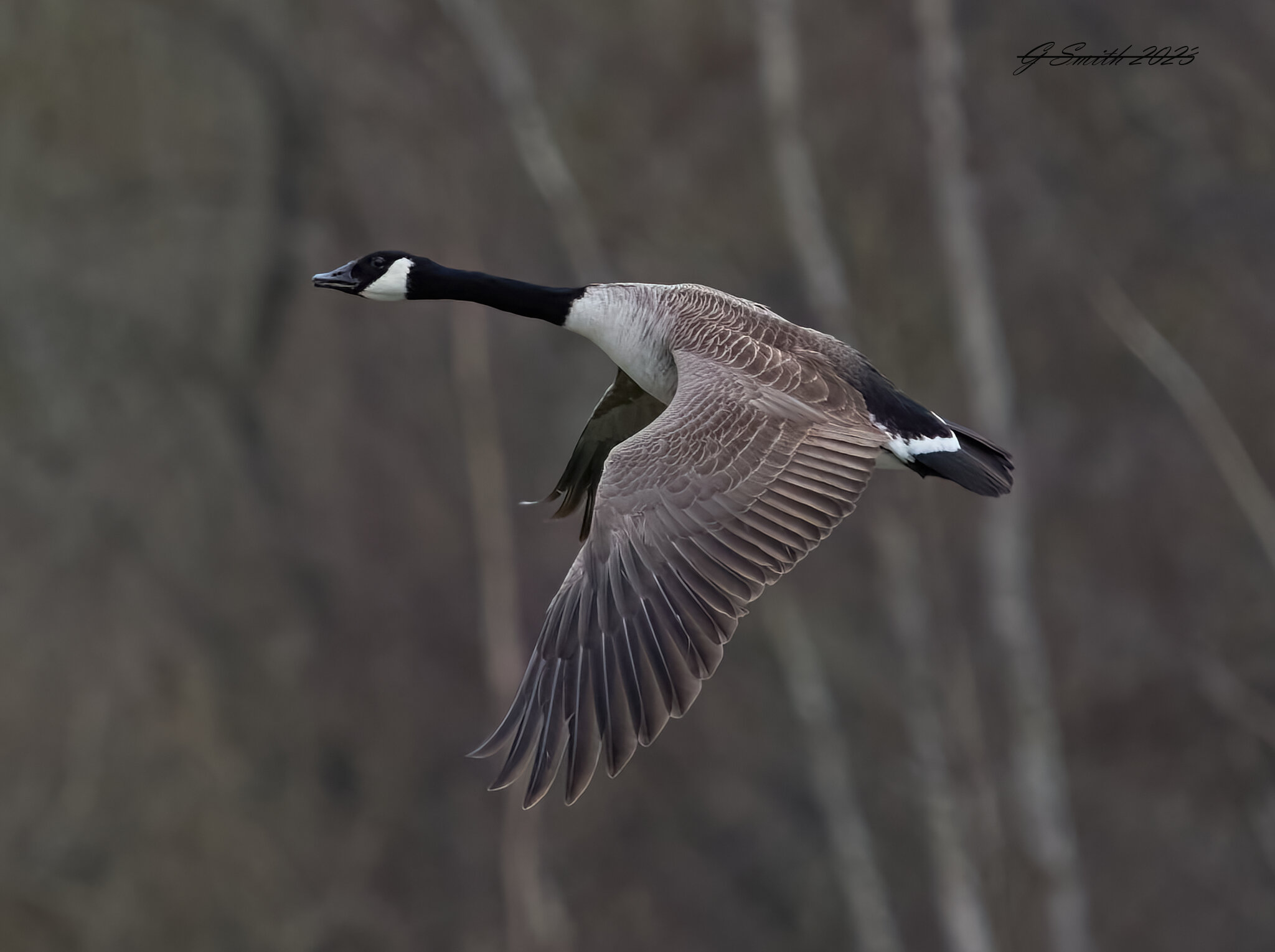 goose 2023 22.jpg