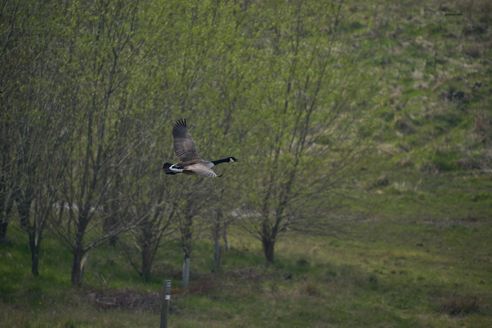 goose 2023 27.jpg