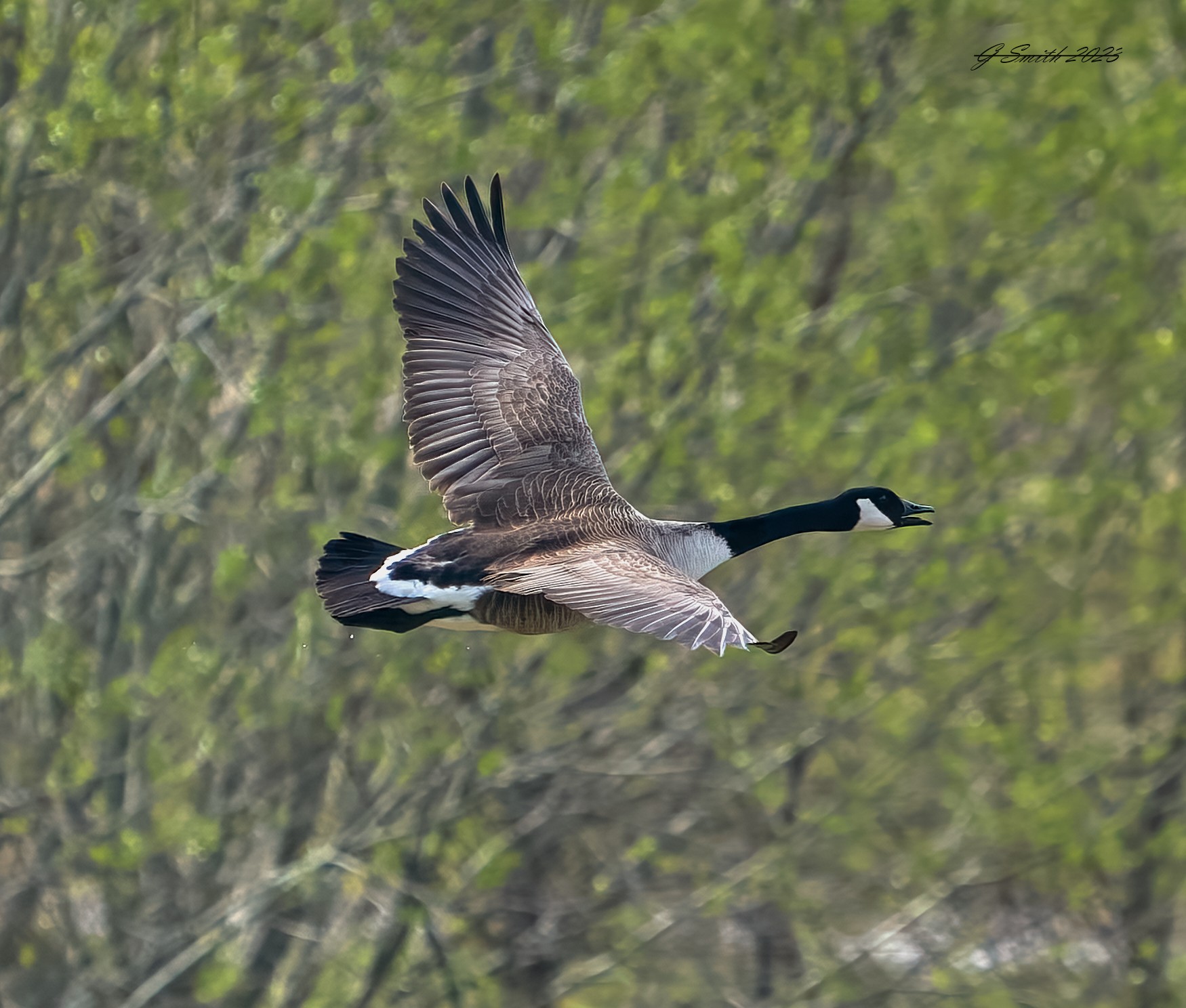 goose 2023 28.jpg