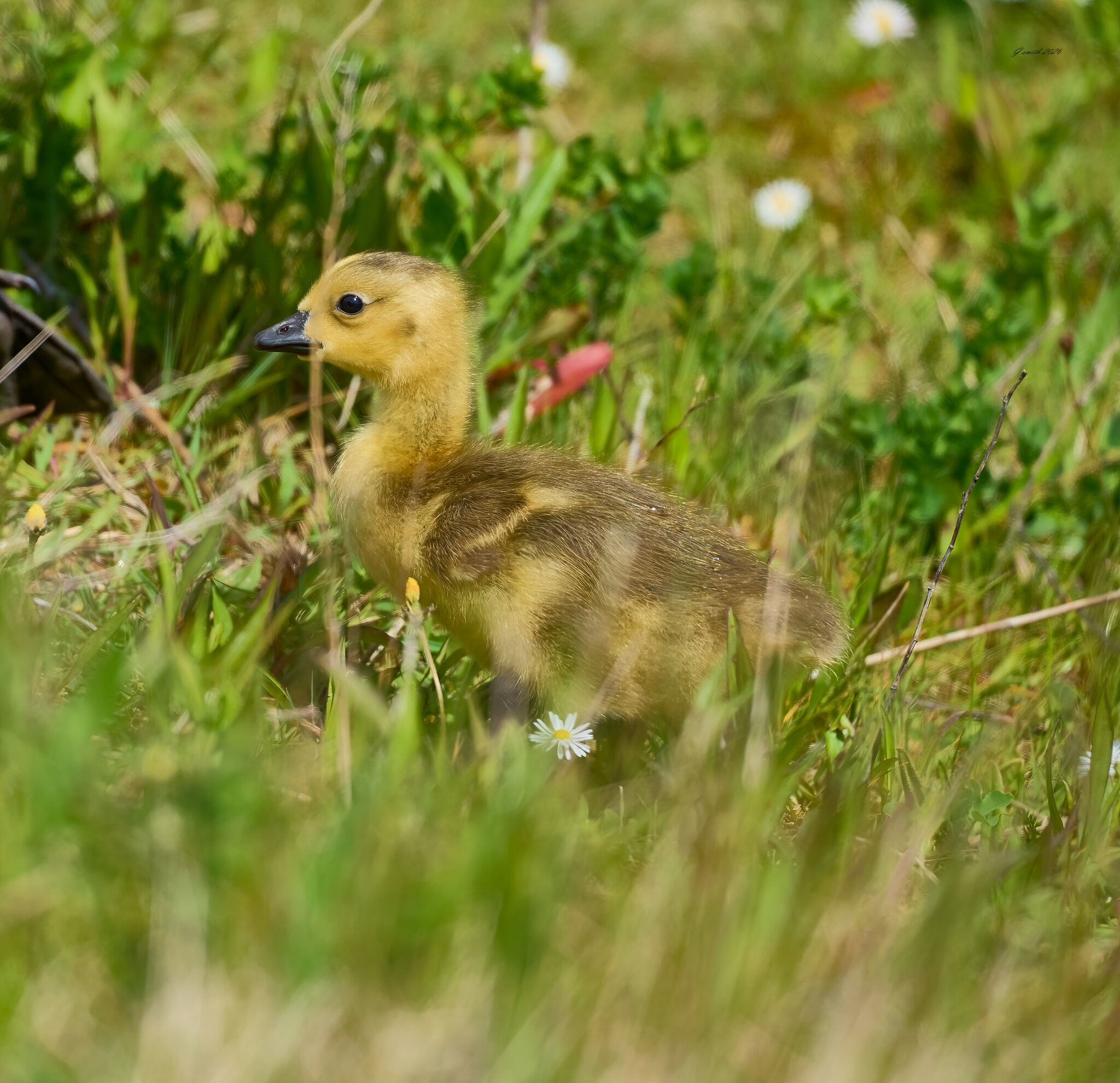 goose 2026_10.jpg