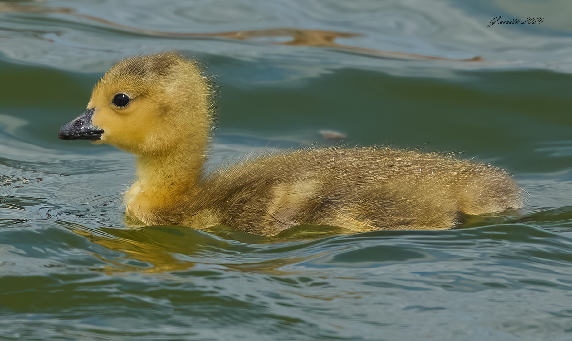 goose 2026_12.jpg