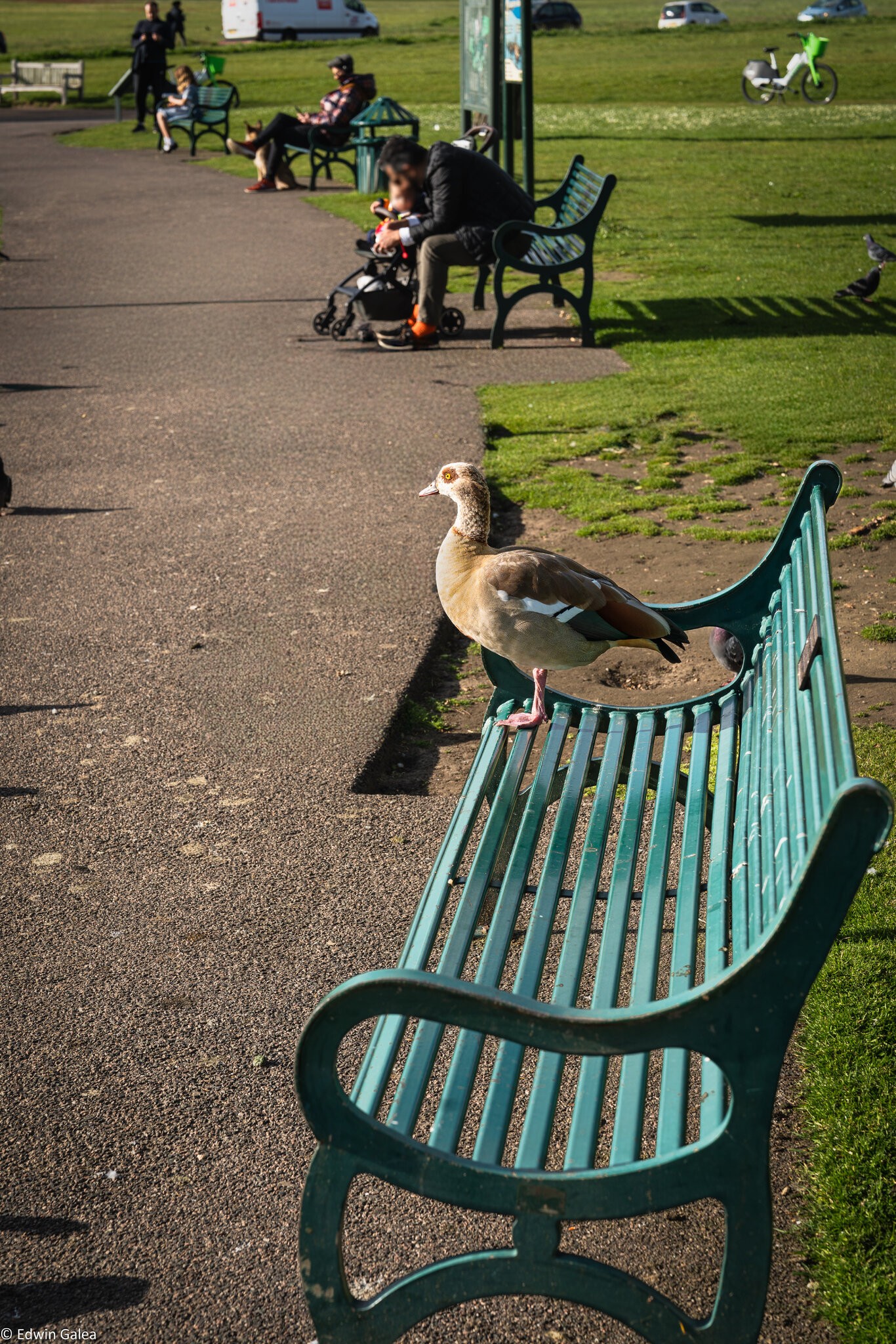 goose on bench-8.jpg