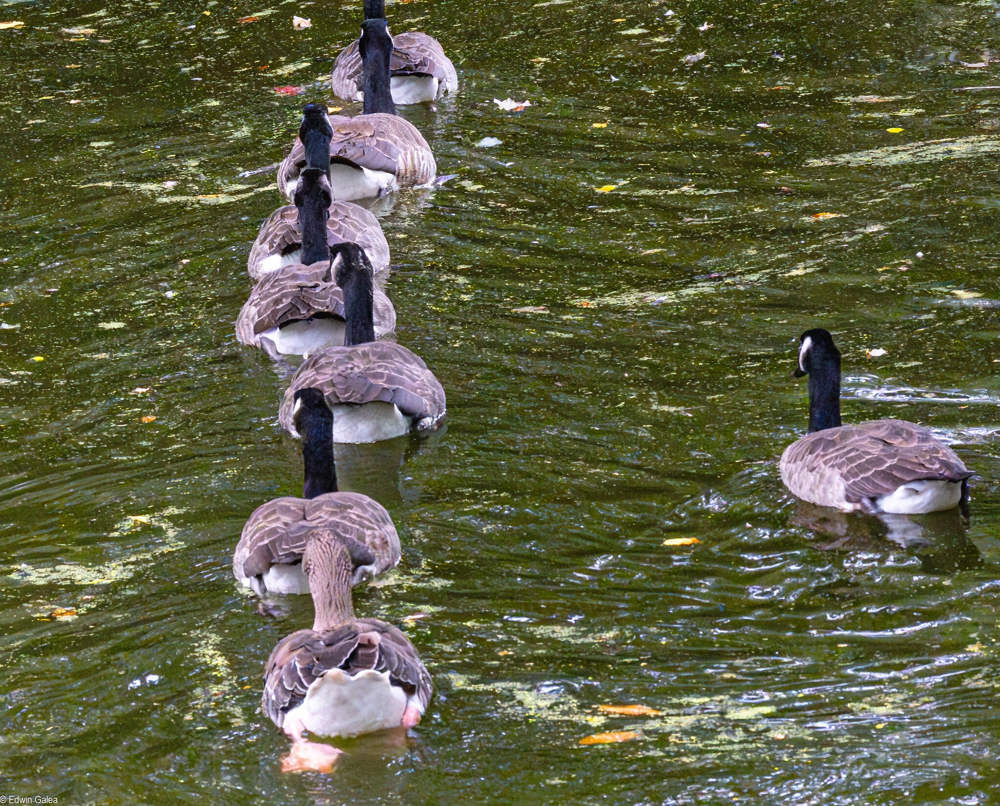 goose squadron Greenwich Park-2.jpg