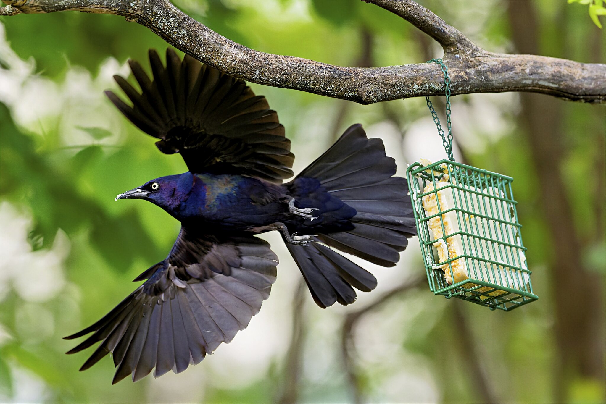 Grackle.jpg