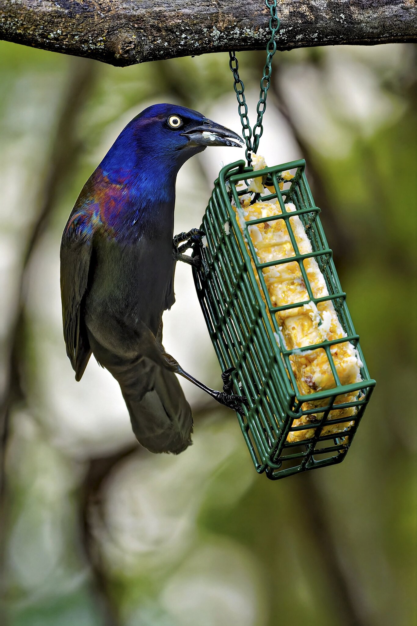 Grackle3.jpg
