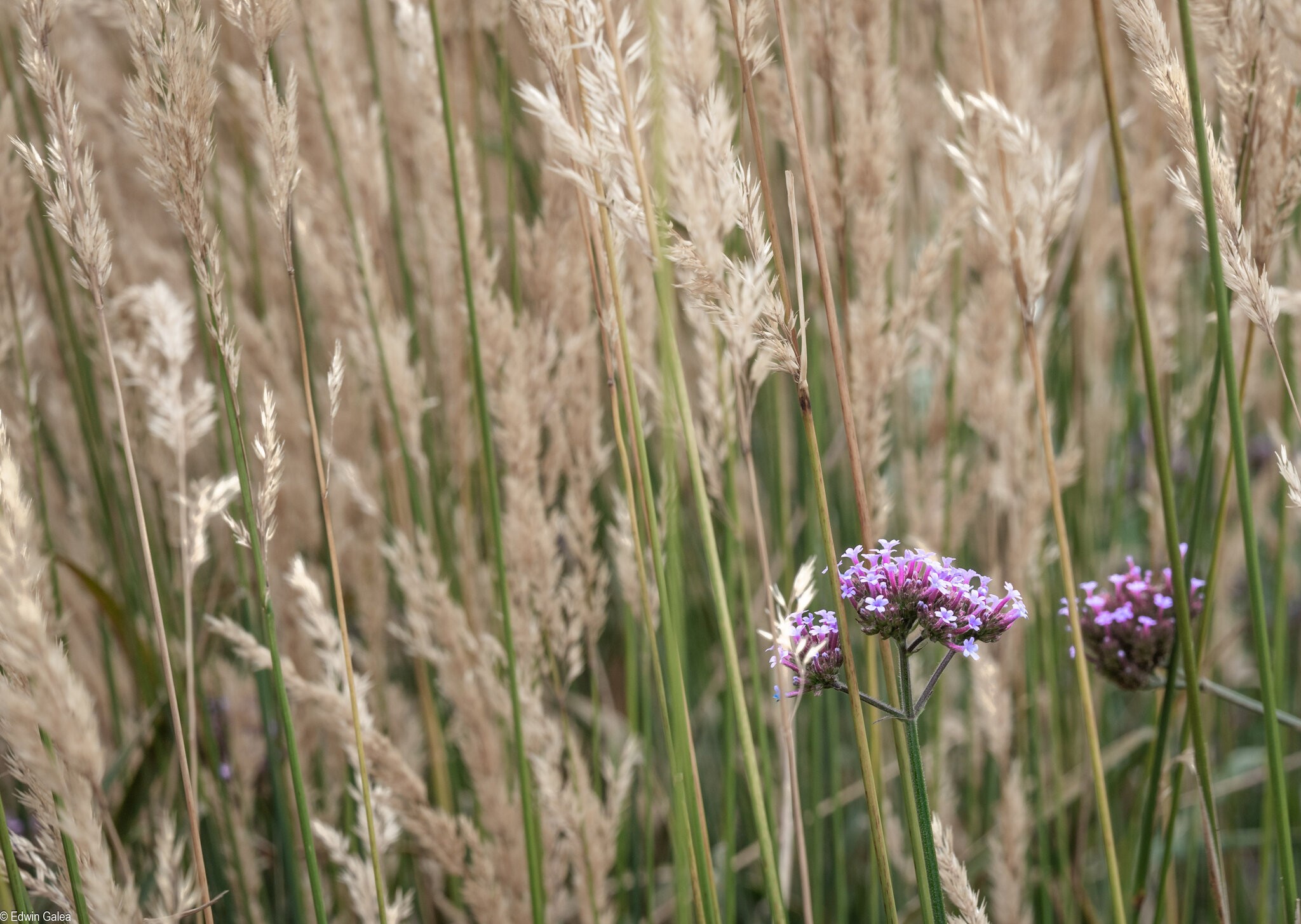grasses-1.jpg