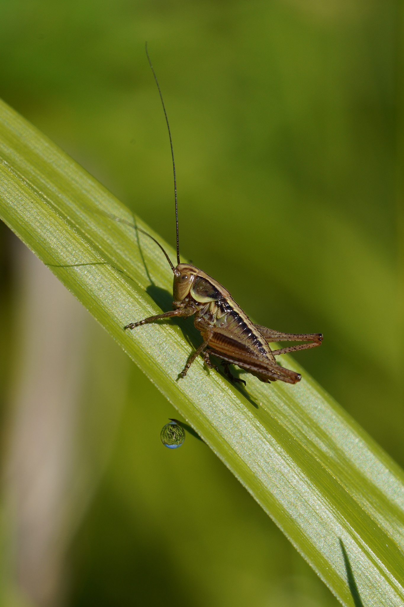 grasshopper-2048px.jpg
