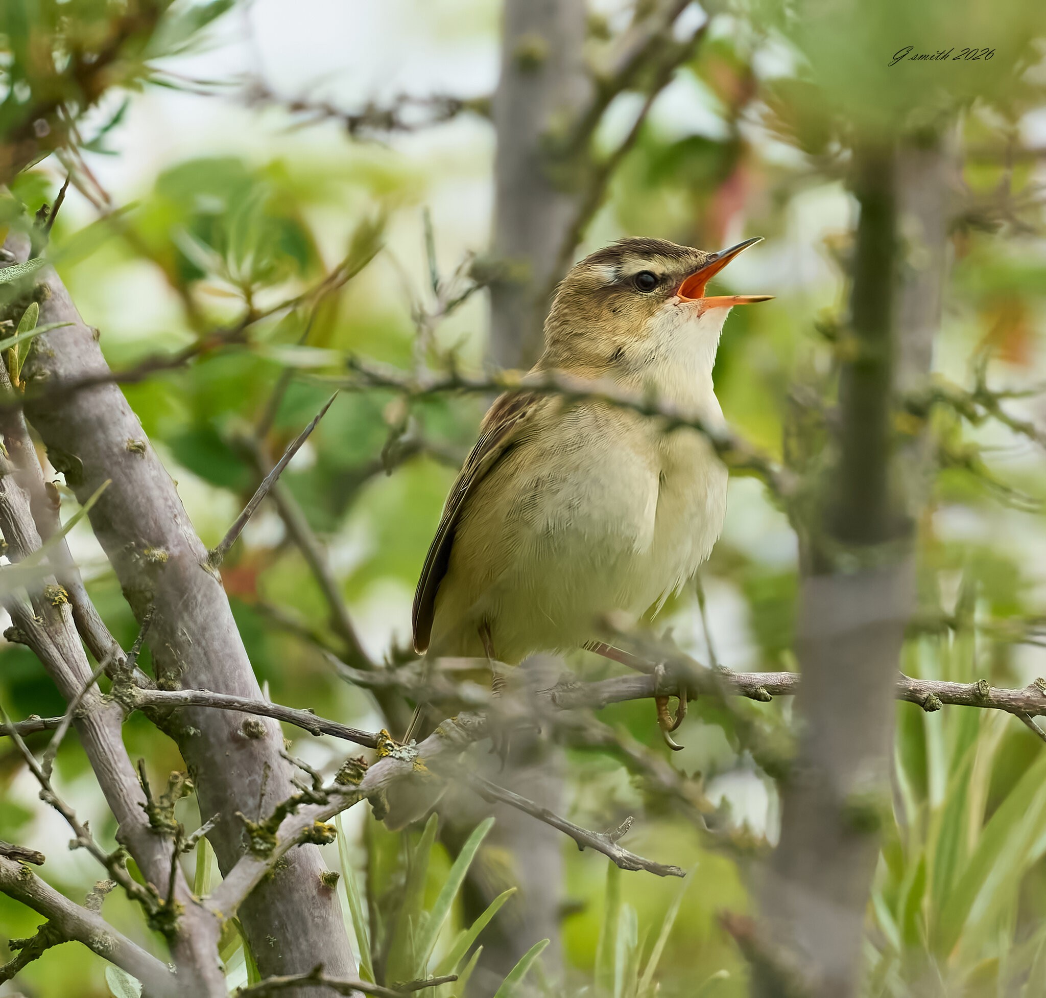 grasshopper warbler 2026_4.jpg