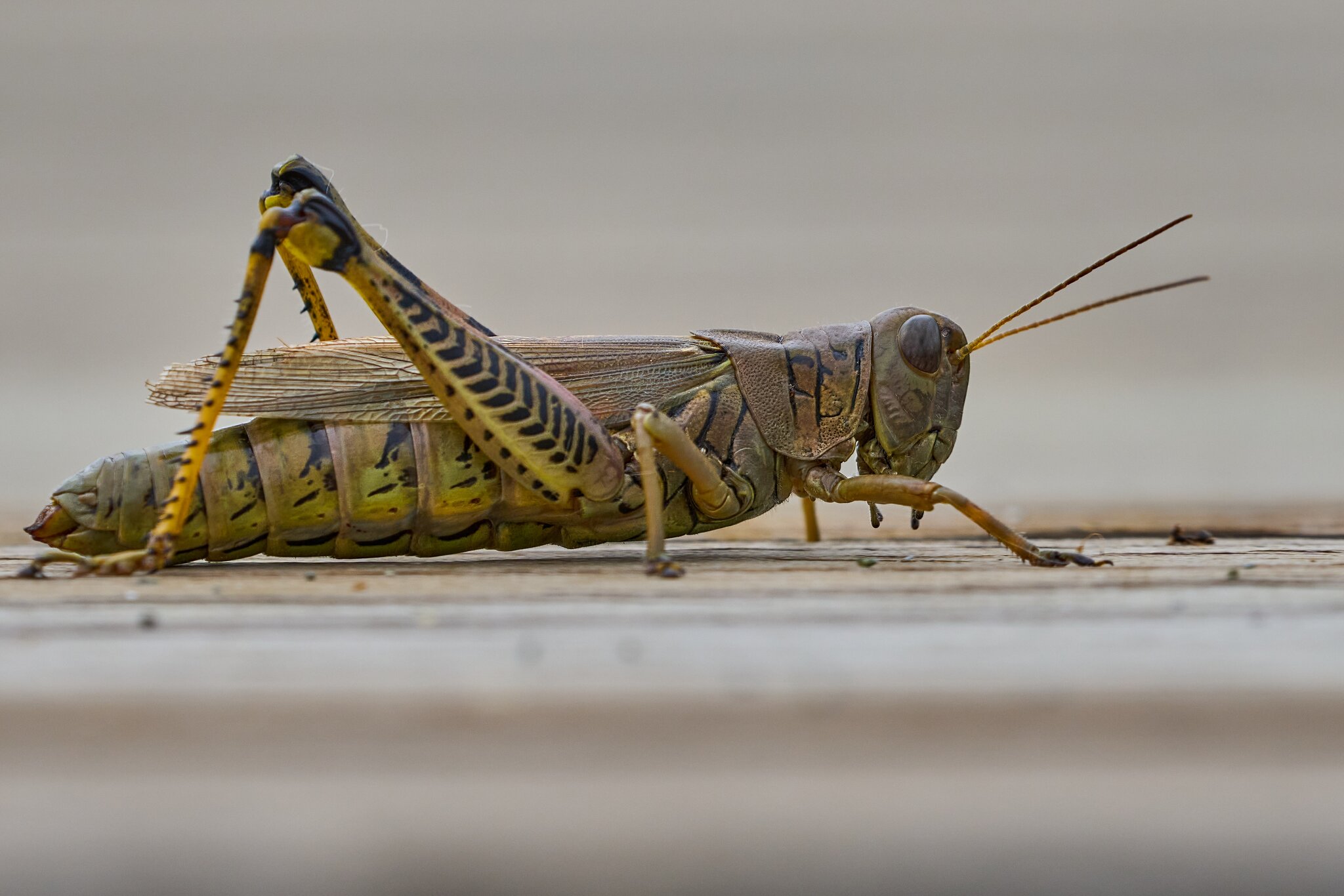 Grasshopper - Wilm-Am - 09302023 - 04- DN.jpg