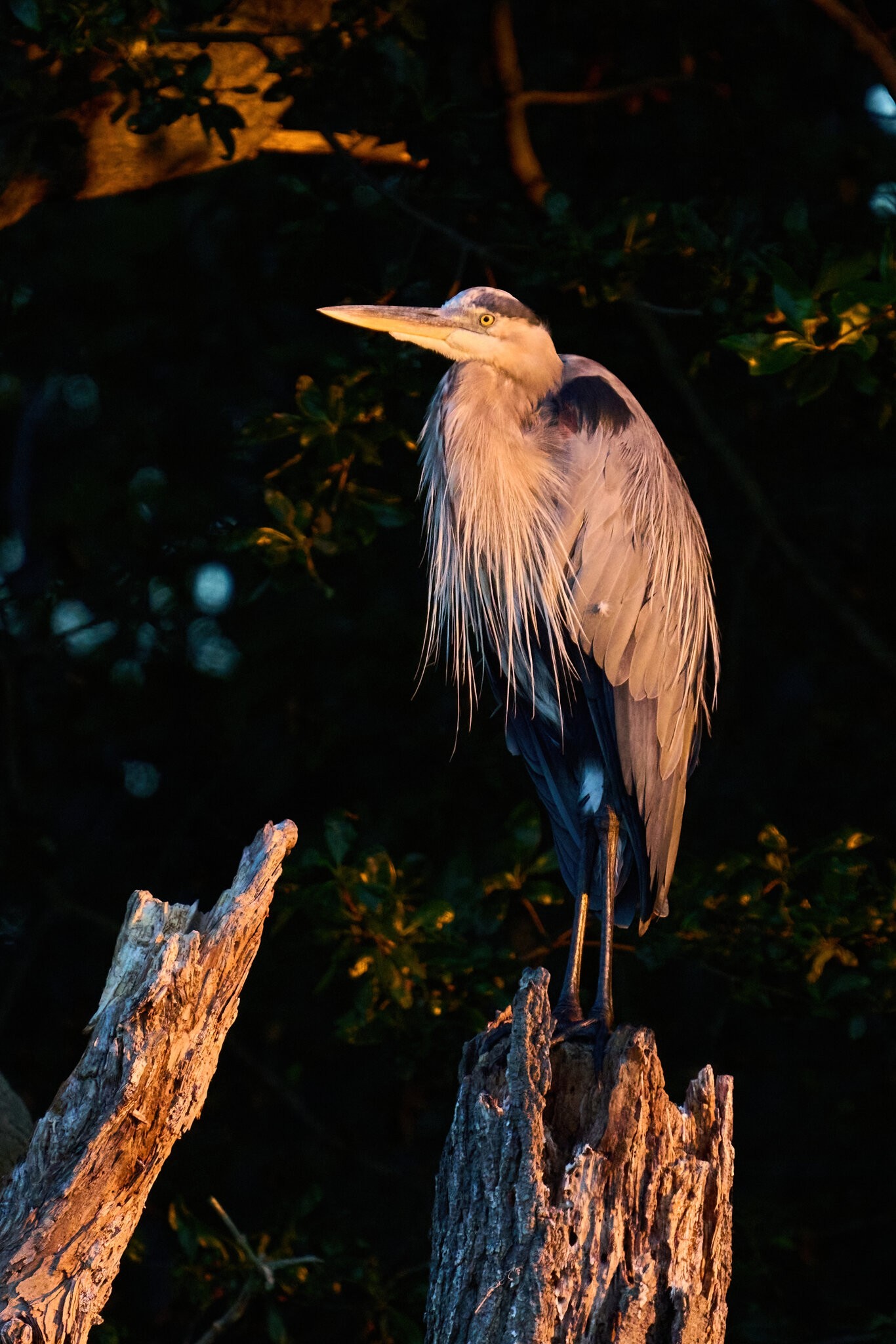 Great Blue Heron - Bombay Hook NWR - 08142022 - 03-DN.jpg