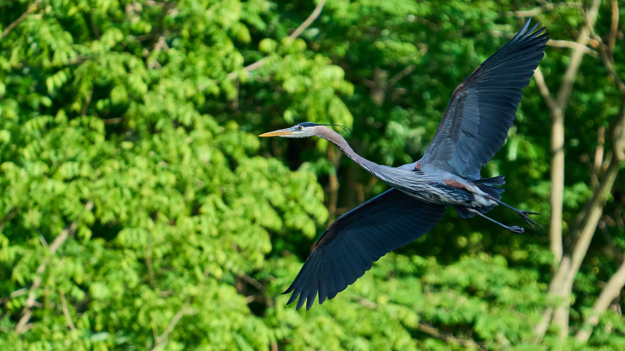 Great Blue Heron - Brandywine - 05252025 - 02 - DN.jpg