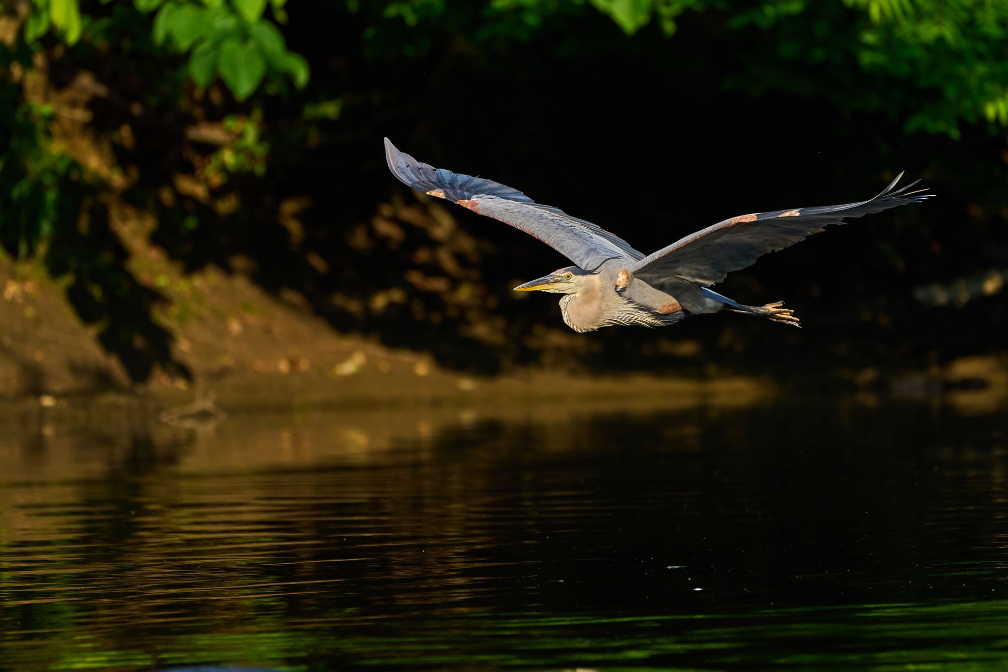 Great Blue Heron - Brandywine - 06182023 - 02- DN.jpg