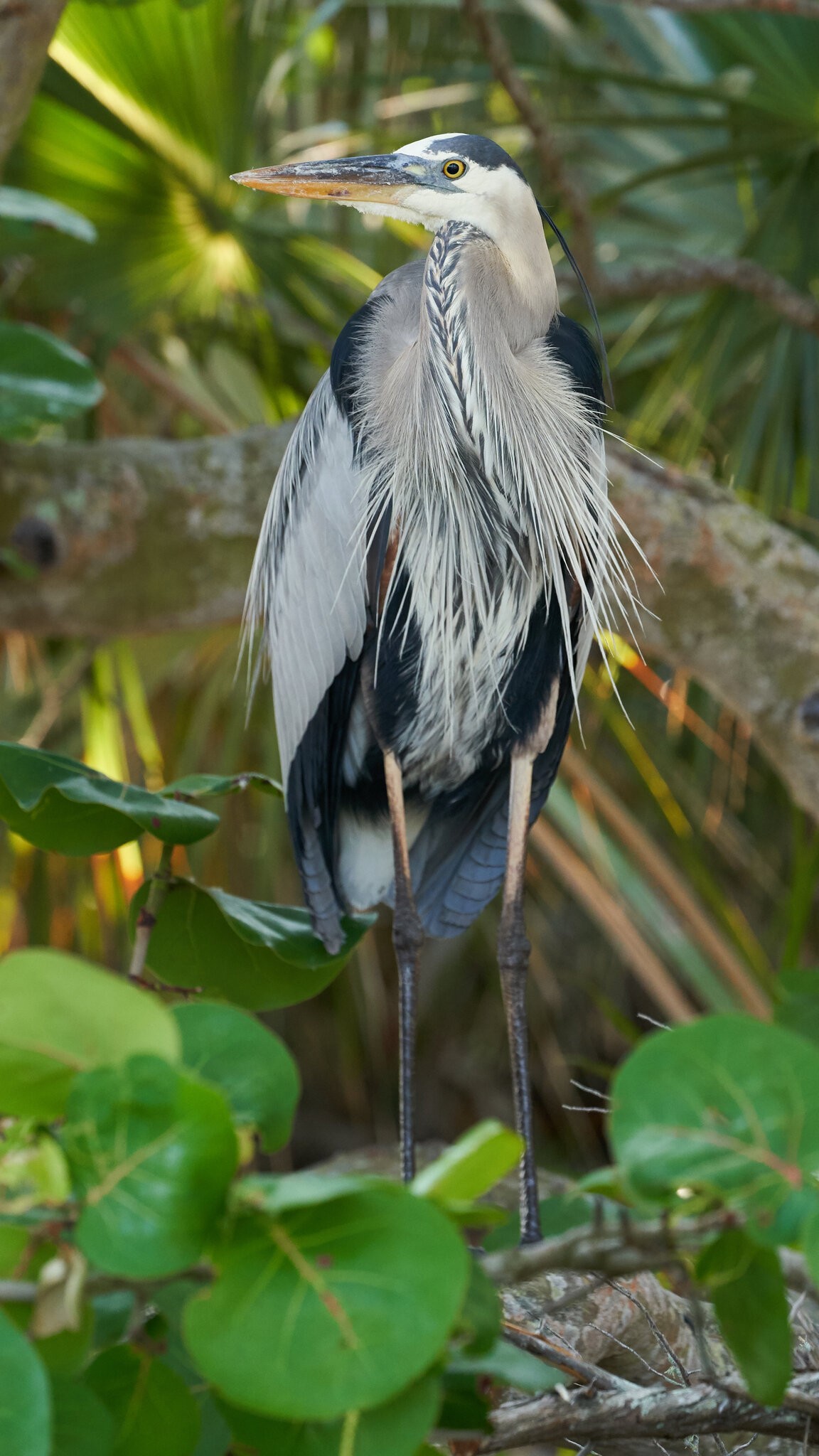Great Blue Heron - Fort De Soto - 05282019 - 01.jpg