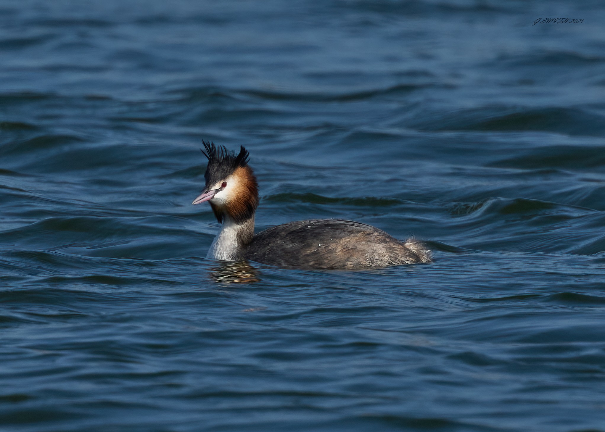 great crested grebe 2025_1.jpg