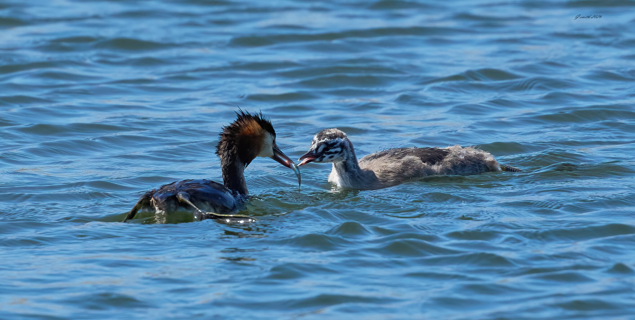 great crested grebe 2026_22.jpg