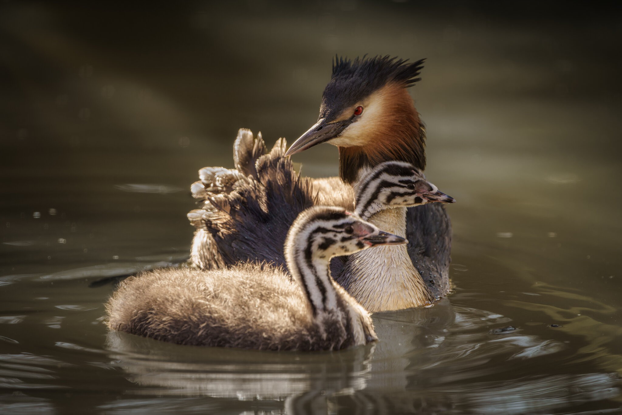 Great Crested Grebes.jpg