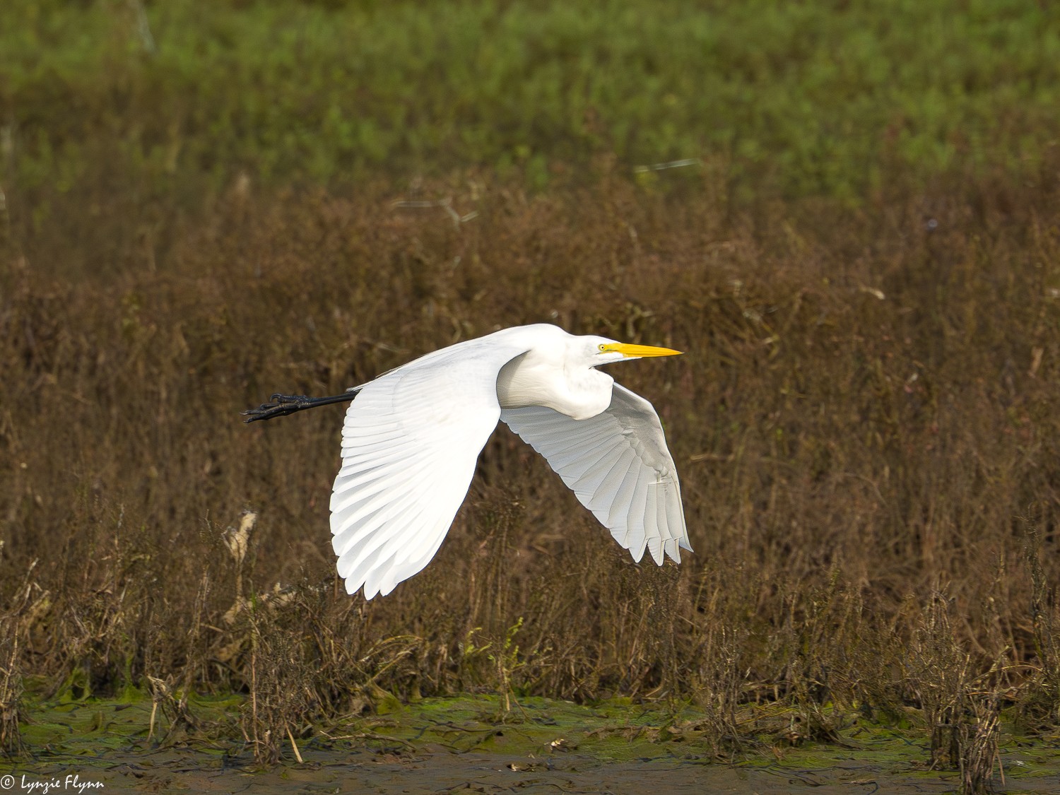 Great Egret 3980.jpg