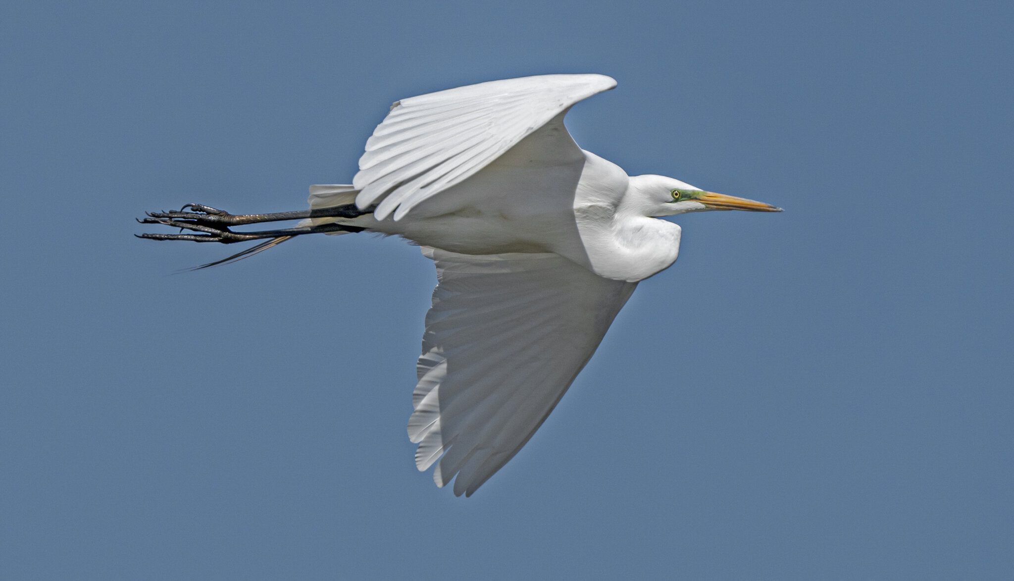 Great Egret Flying18.jpg