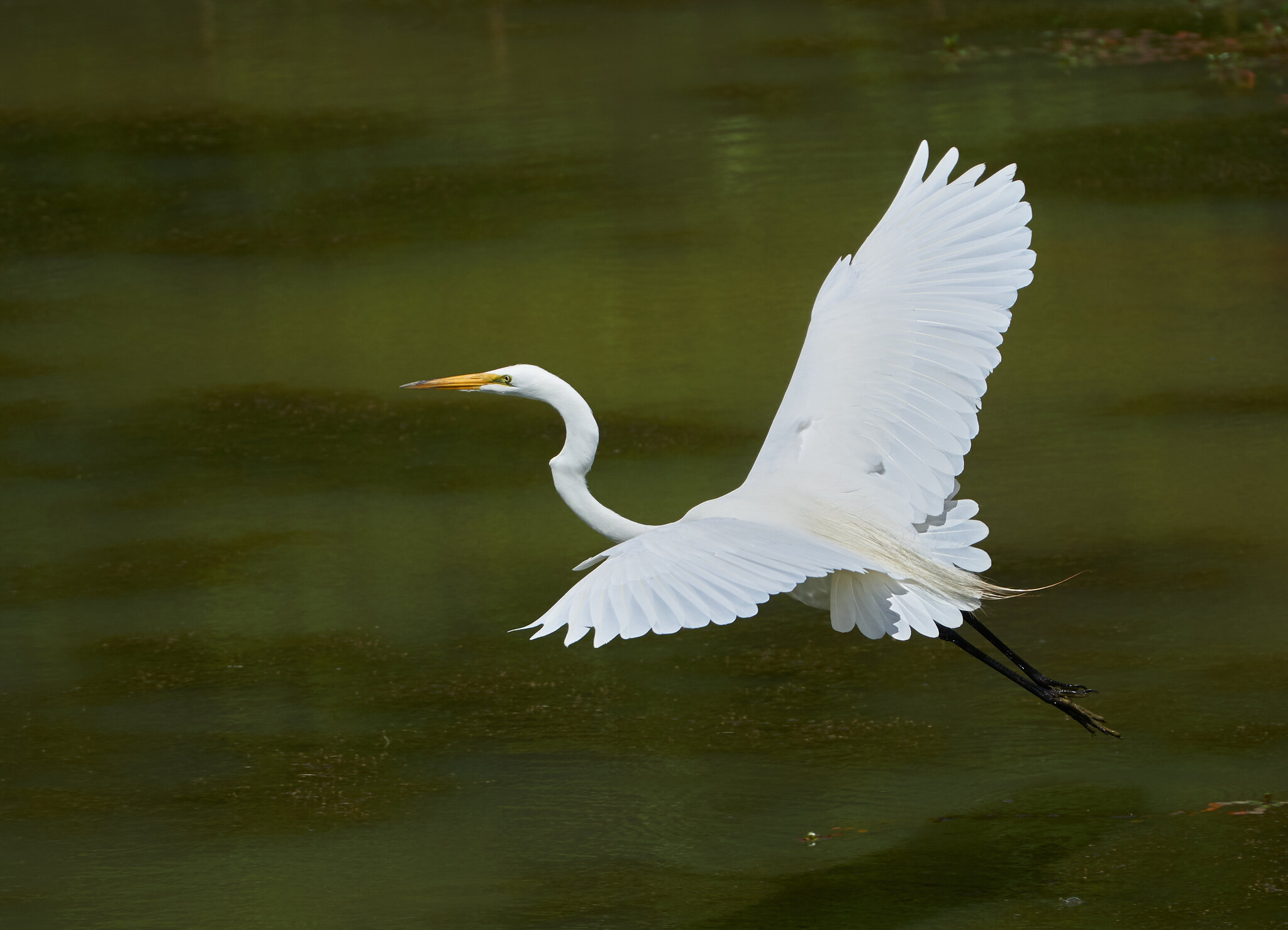 Great Egret - Home - 06152018 - 02.jpg