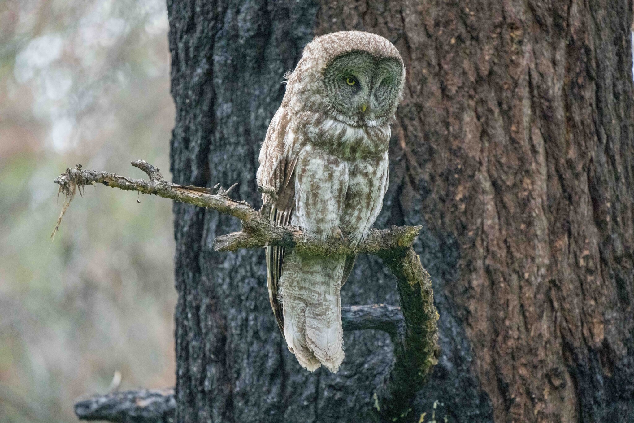 Great Gray Owl-28002.jpg