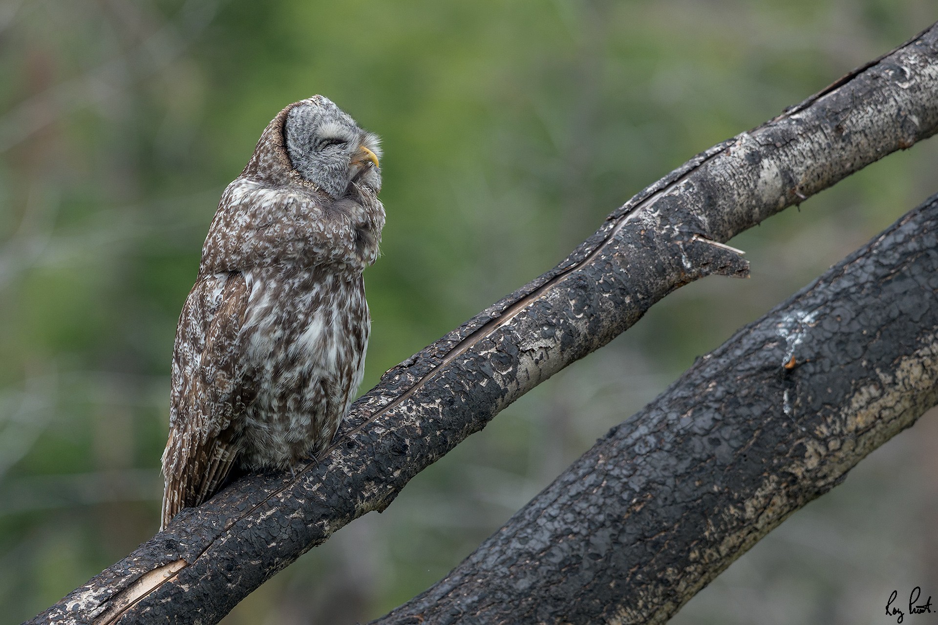 Great-Gray-Owl-5722.jpg