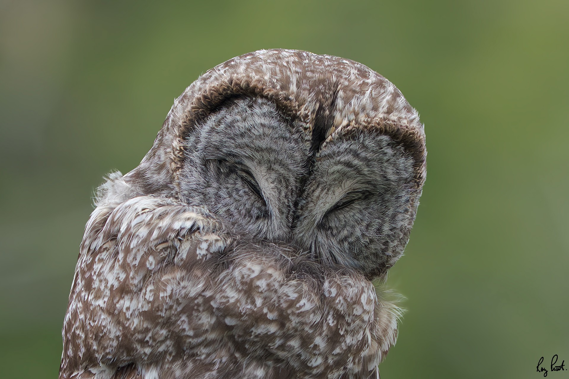 Great-Gray-Owl-5812.jpg