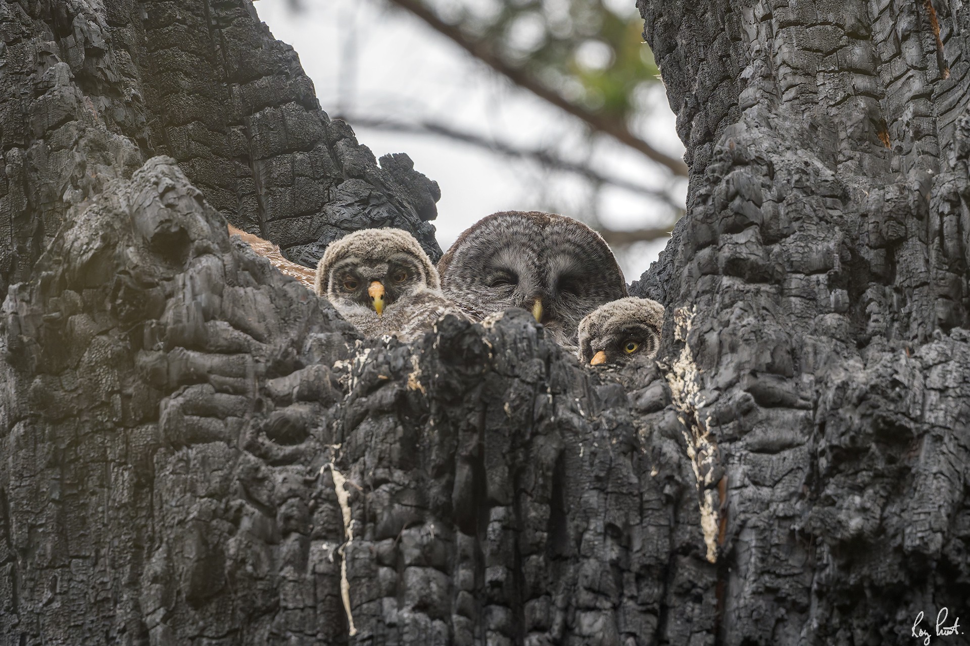 Great-Gray-Owl.jpg