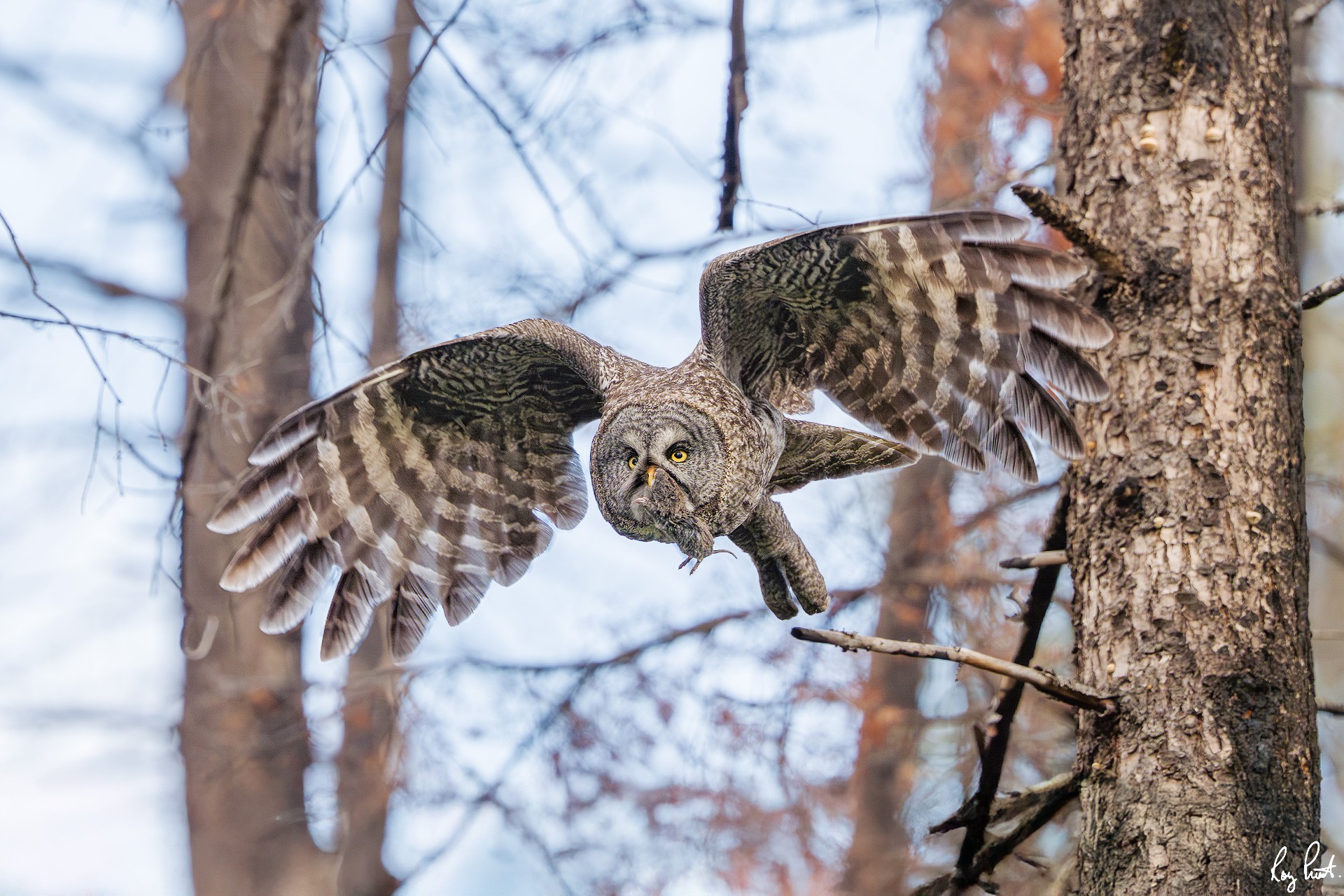Great-Gray-Owl_DSC0095-Enhanced-NR-Edit.jpg