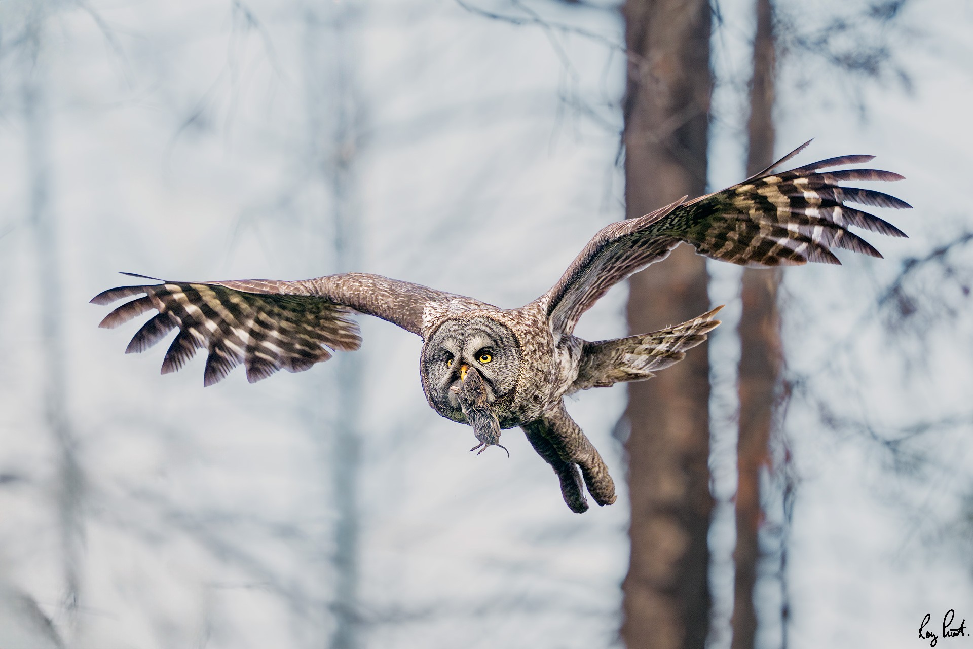 Great-Gray-Owl_DSC0097-Edit.jpg