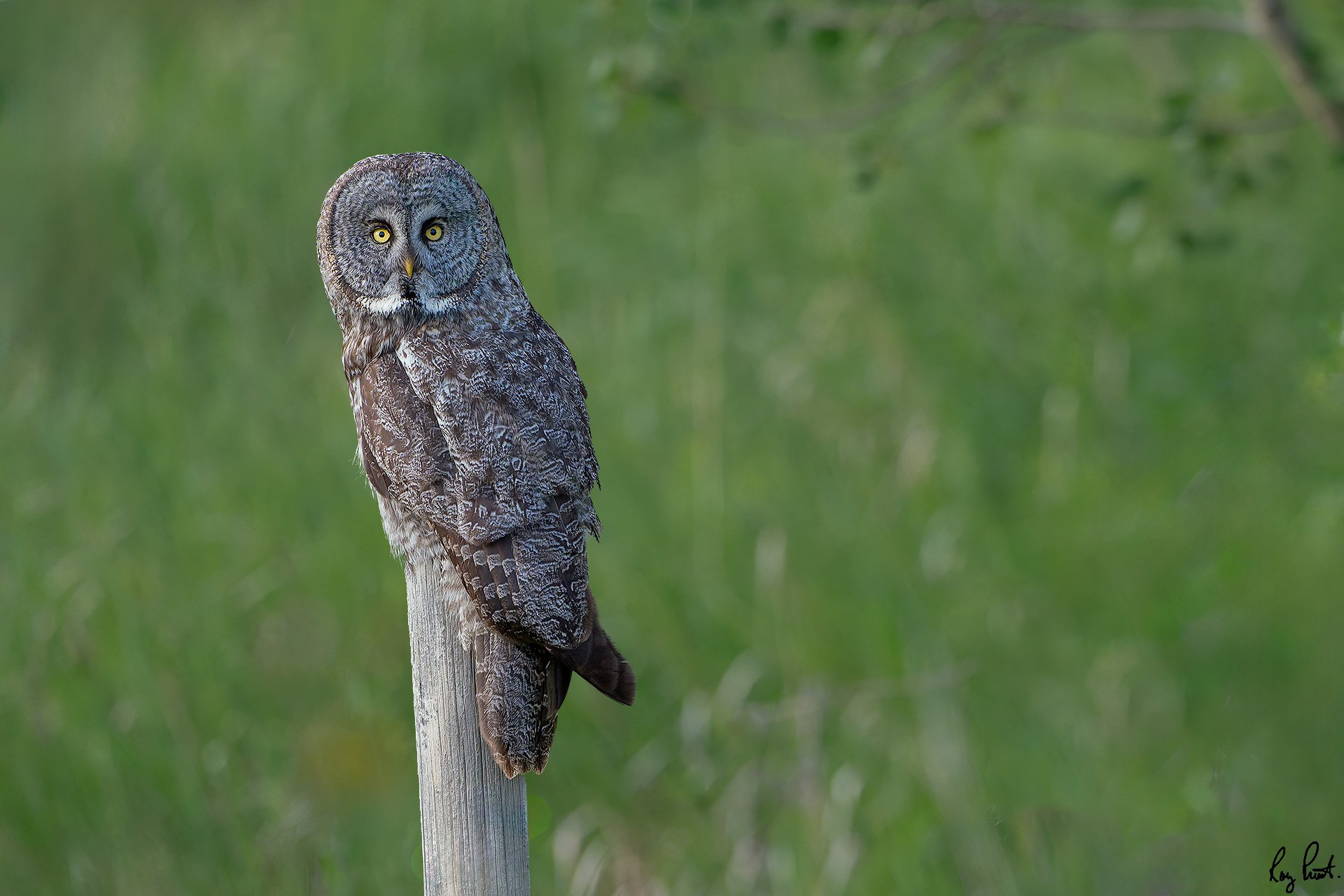 Great-Gray-Owl_DSC1462-Edit.jpg
