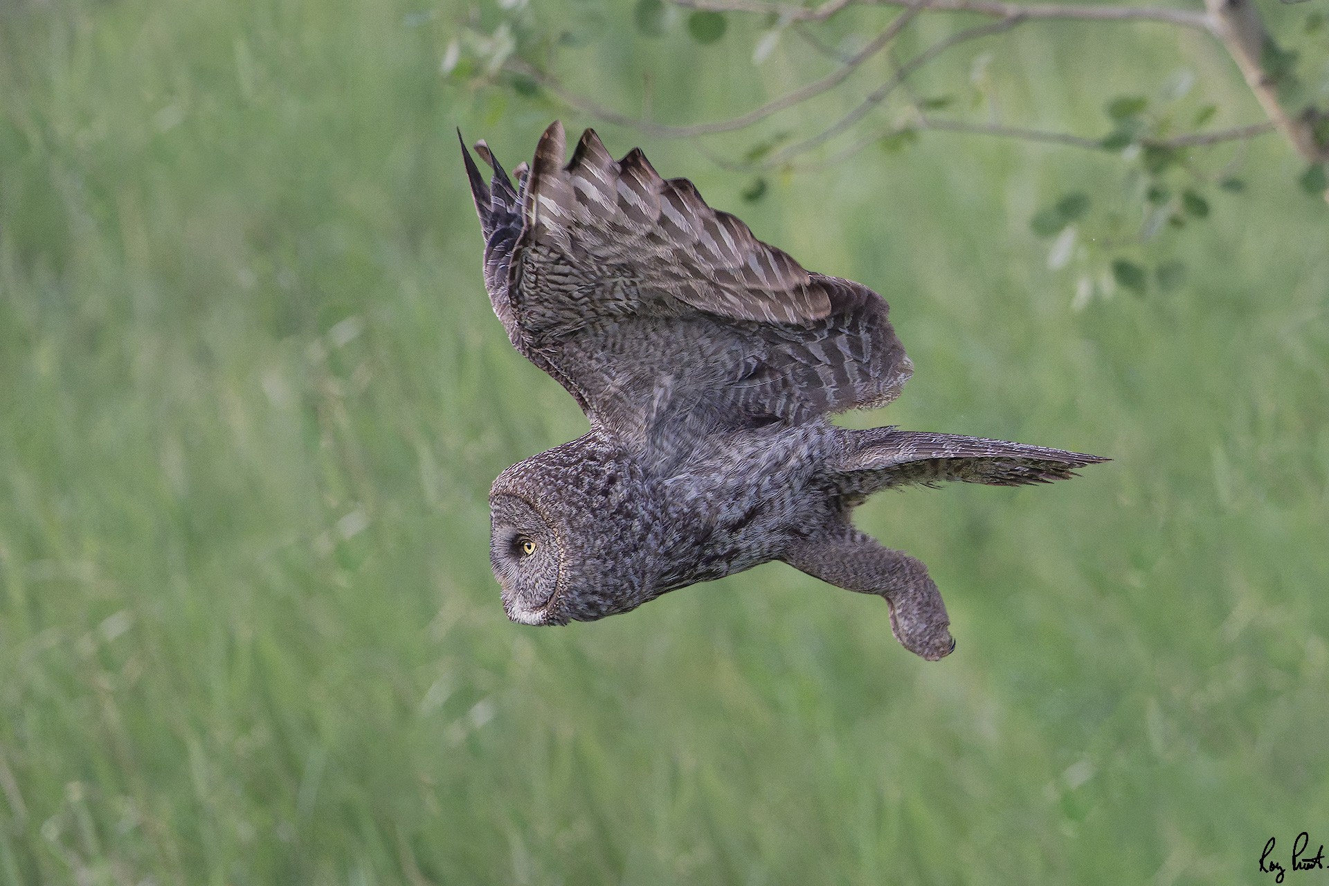 Great-Gray-Owl_DSC1758-Edit.jpg