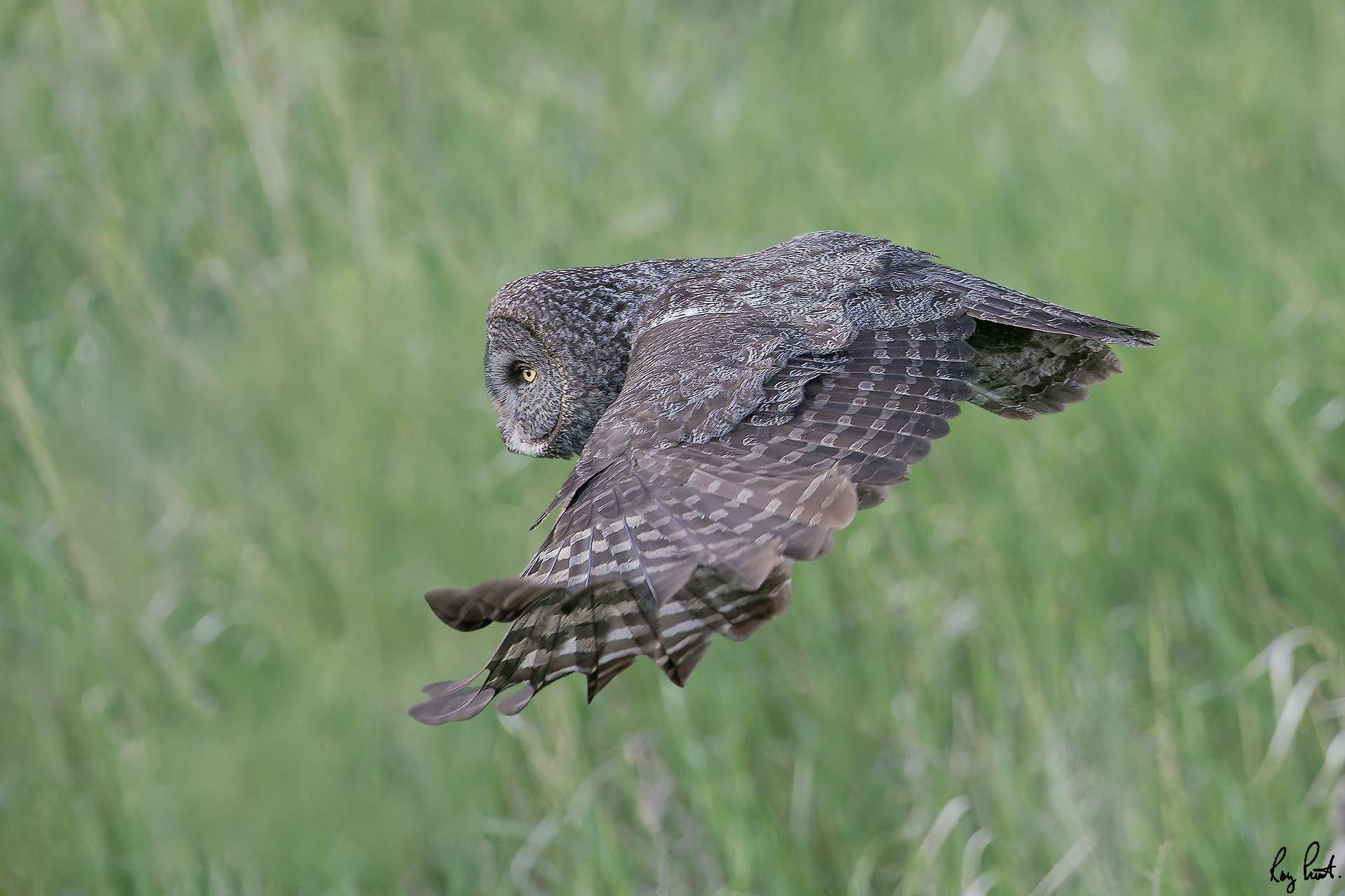 Great-Gray-Owl_DSC1759-Edit.jpg