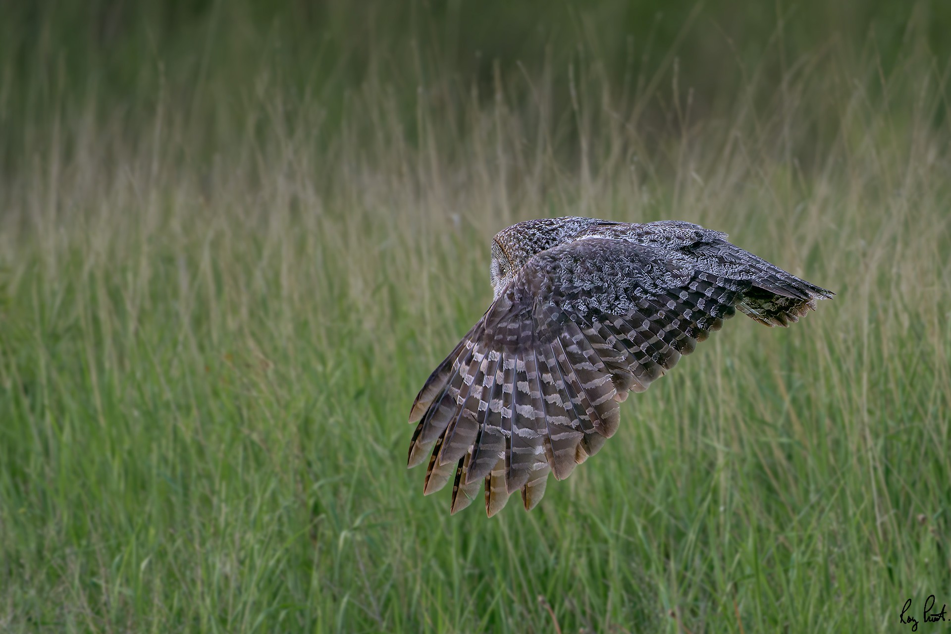 Great-Gray-Owl_DSC1768-Edit.jpg