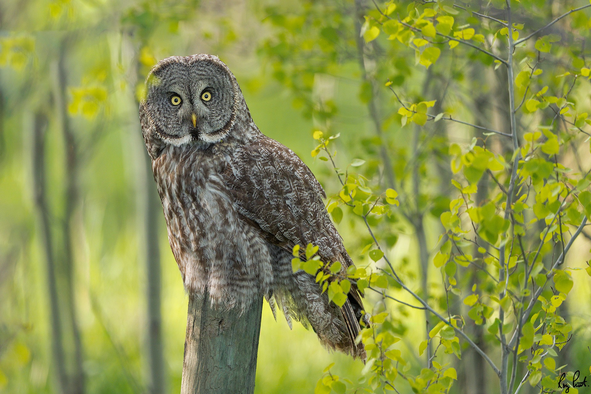 Great-Gray-Owl_DSC1784-Edit.jpg