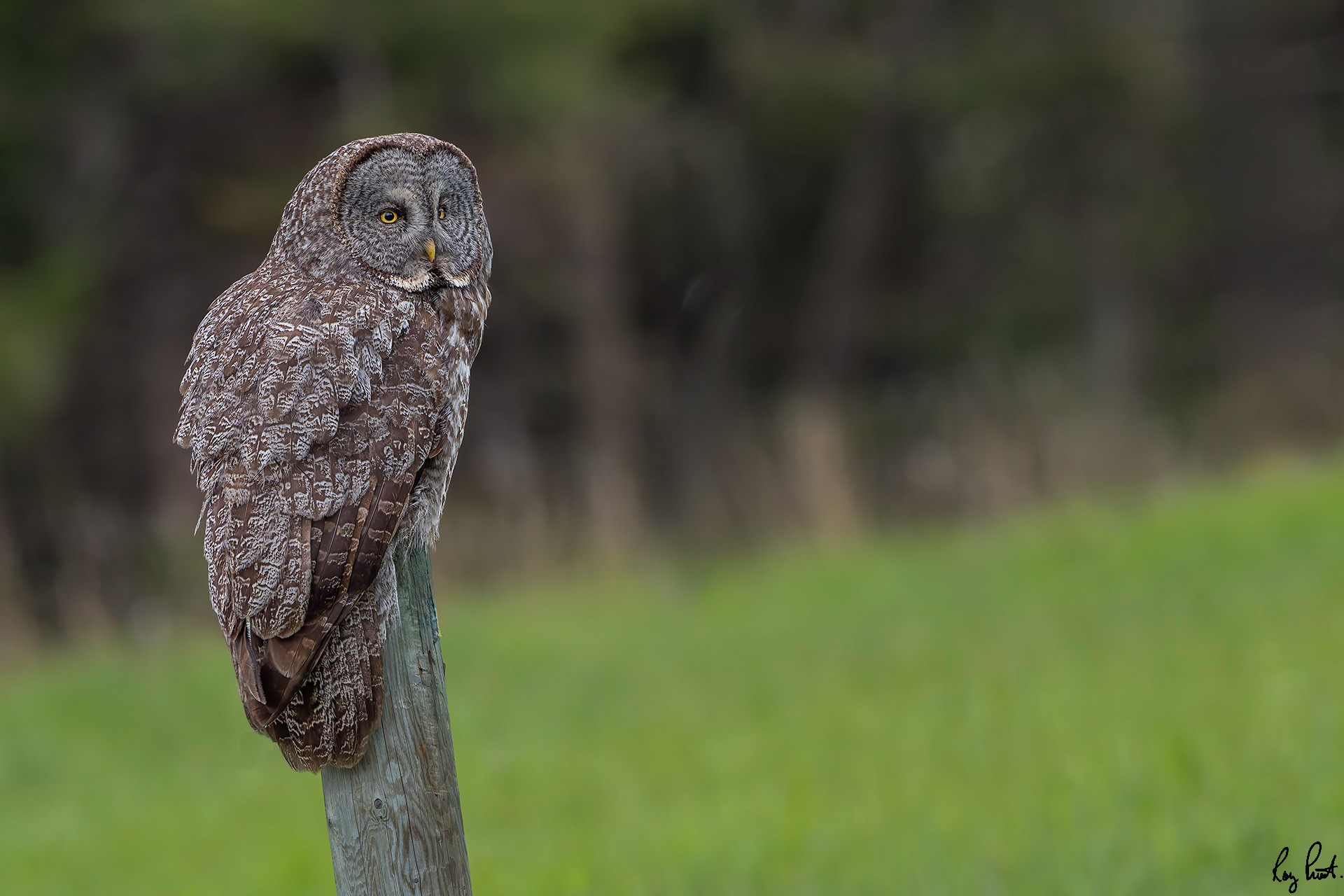 Great-Gray-Owl_DSC2044-Edit.jpg
