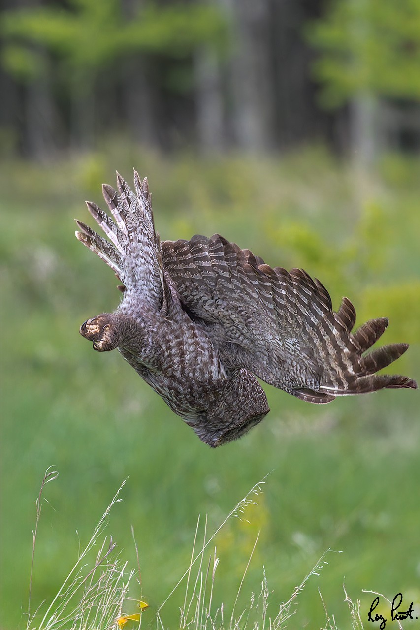 Great-Gray-Owl_DSC2083-Edit.jpg