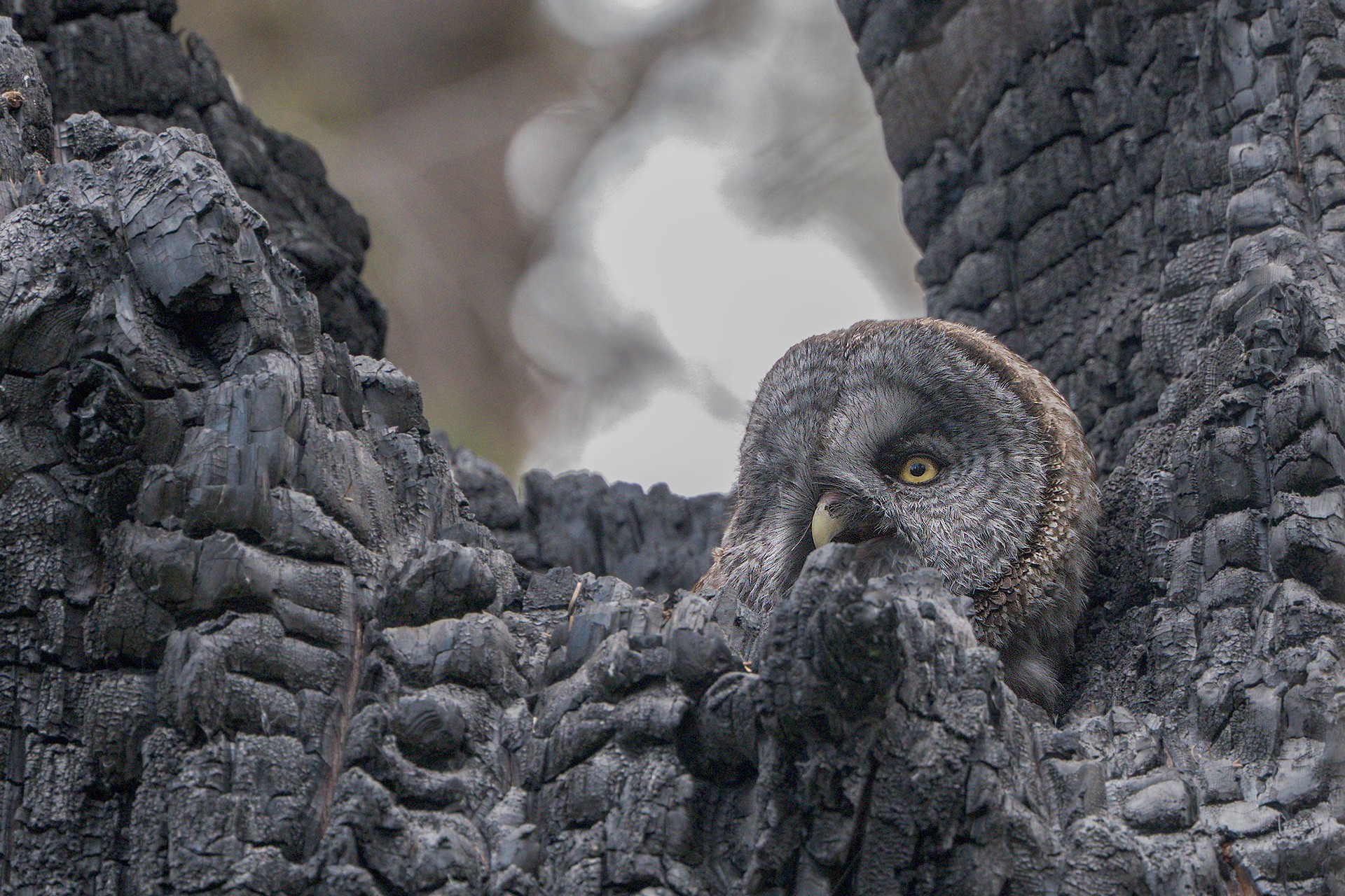 Great-Gray-Owl_DSC3572-Edit.jpg